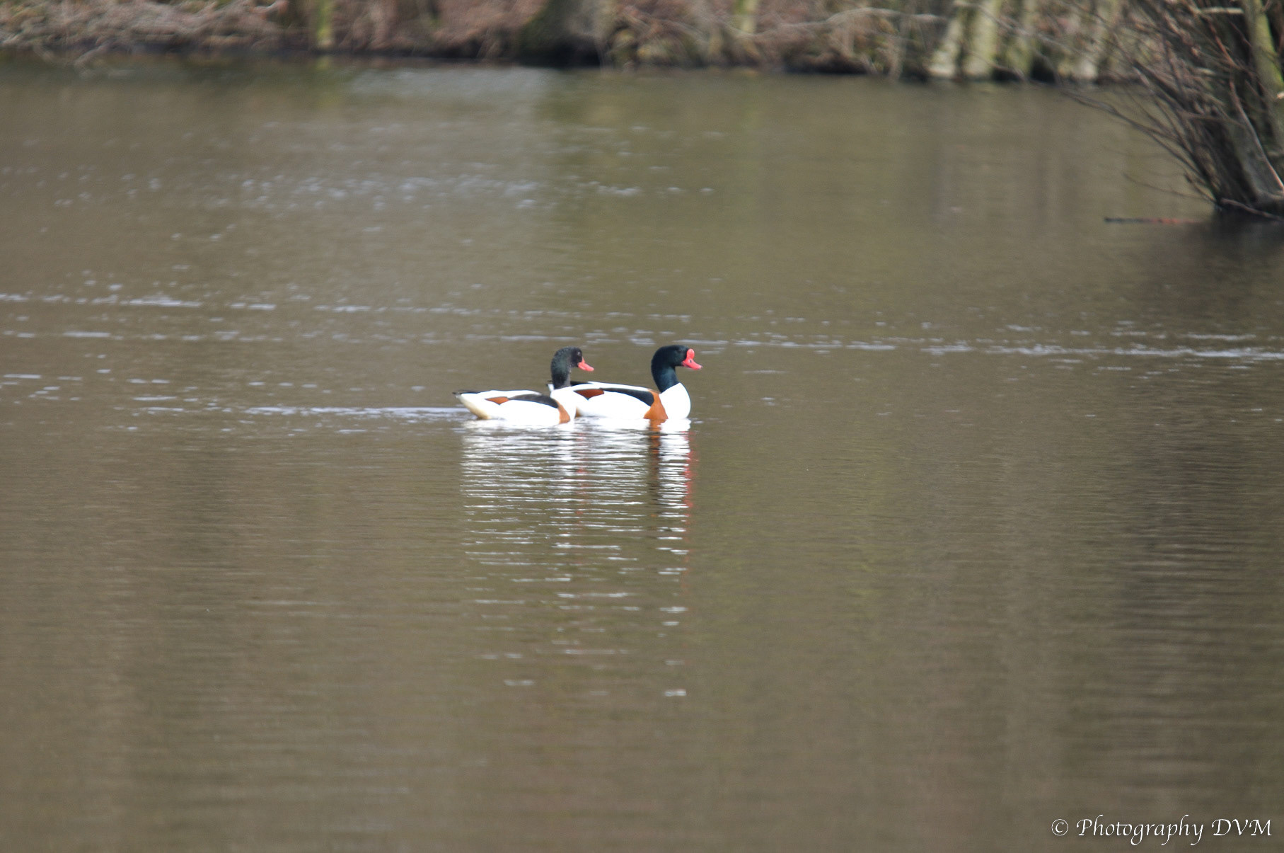Koppeltje bergeenden - Couple  Common Shelducks - Tadorna tadorna