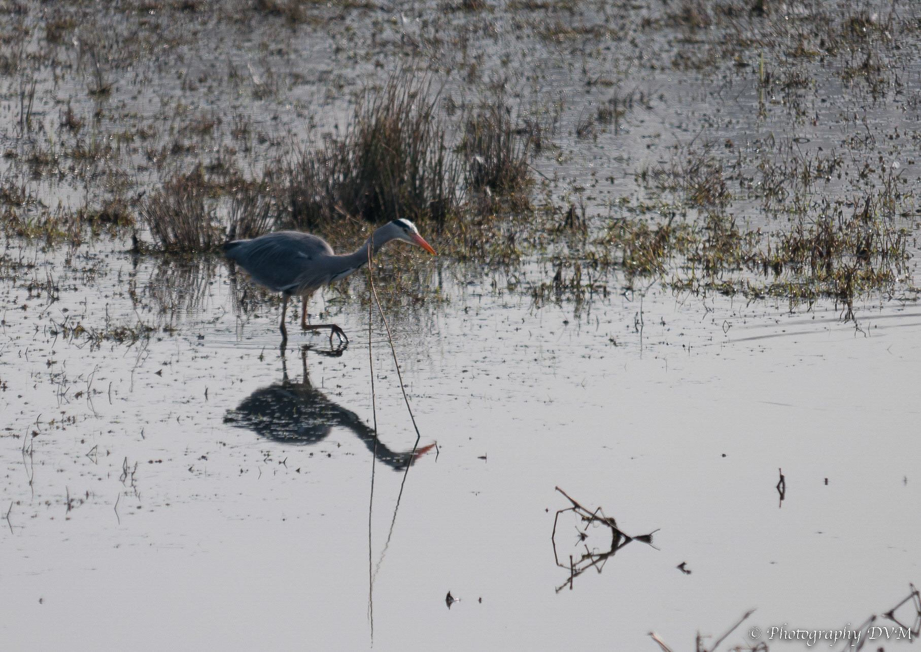 Blauwe reiger - Grey Heron - Ardea cinerea
