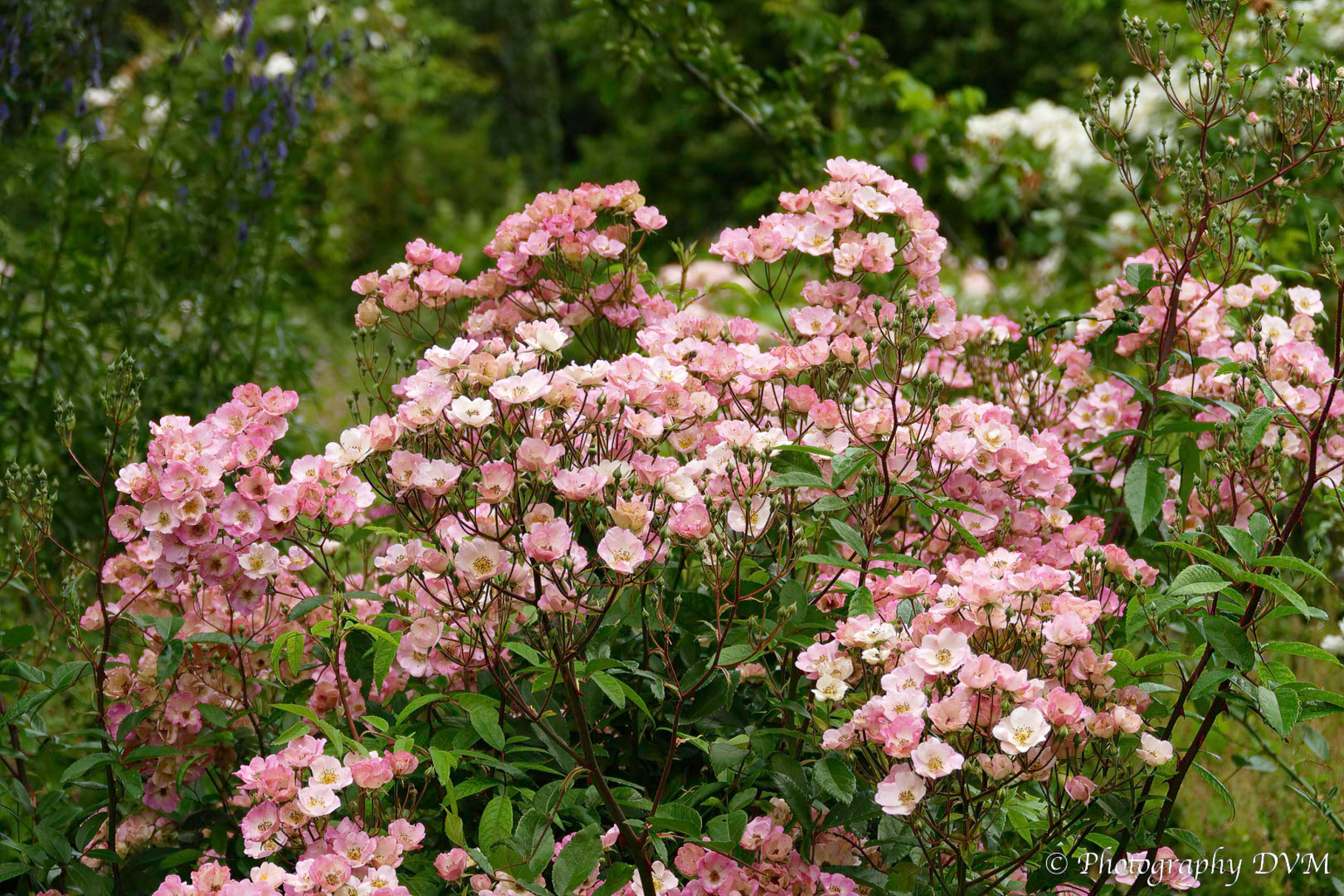 Roos'Alden Biesen' - Rose'Alden Biesen'
