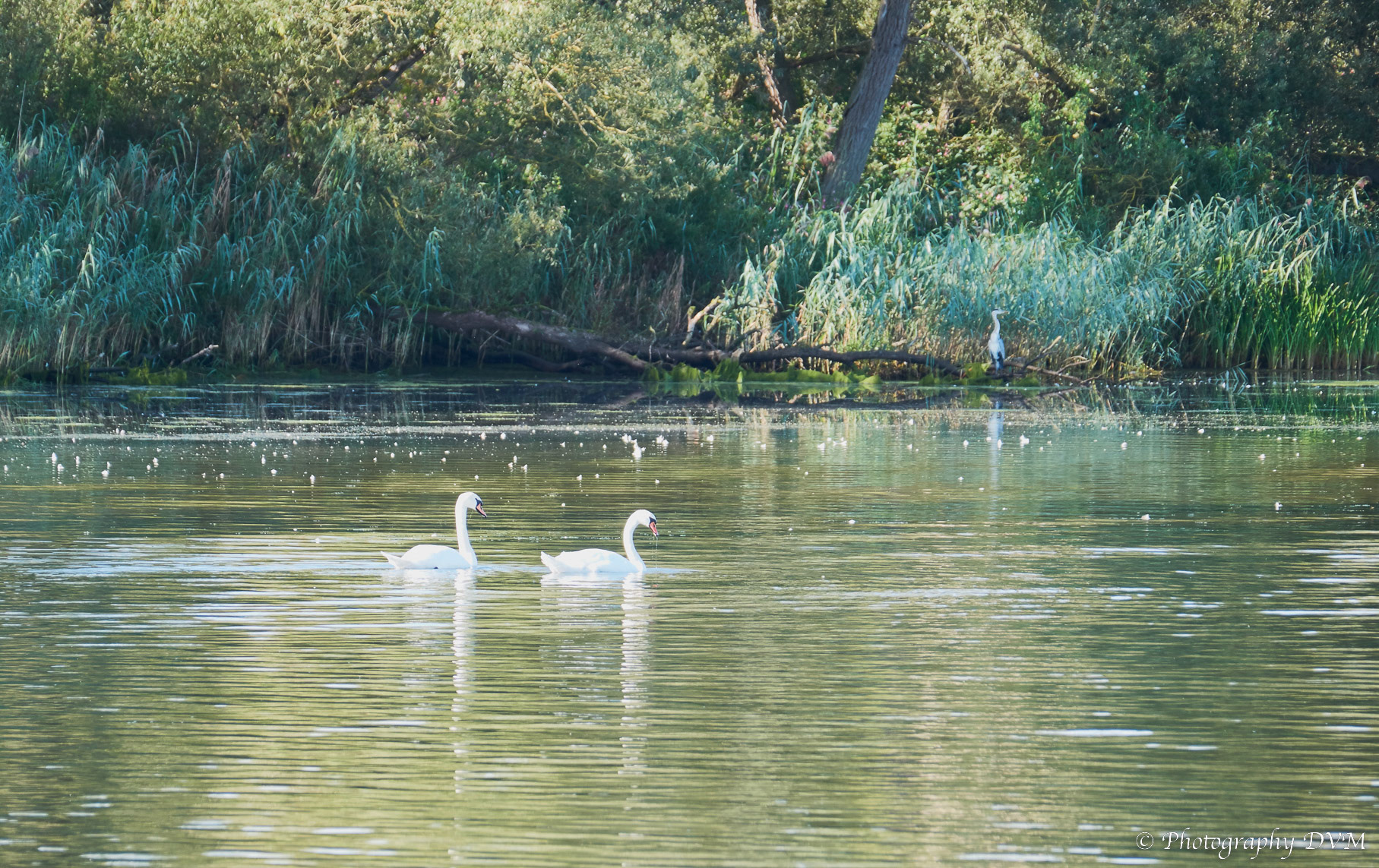 Koppeltje knobbelzwanen - Couple of mute swans