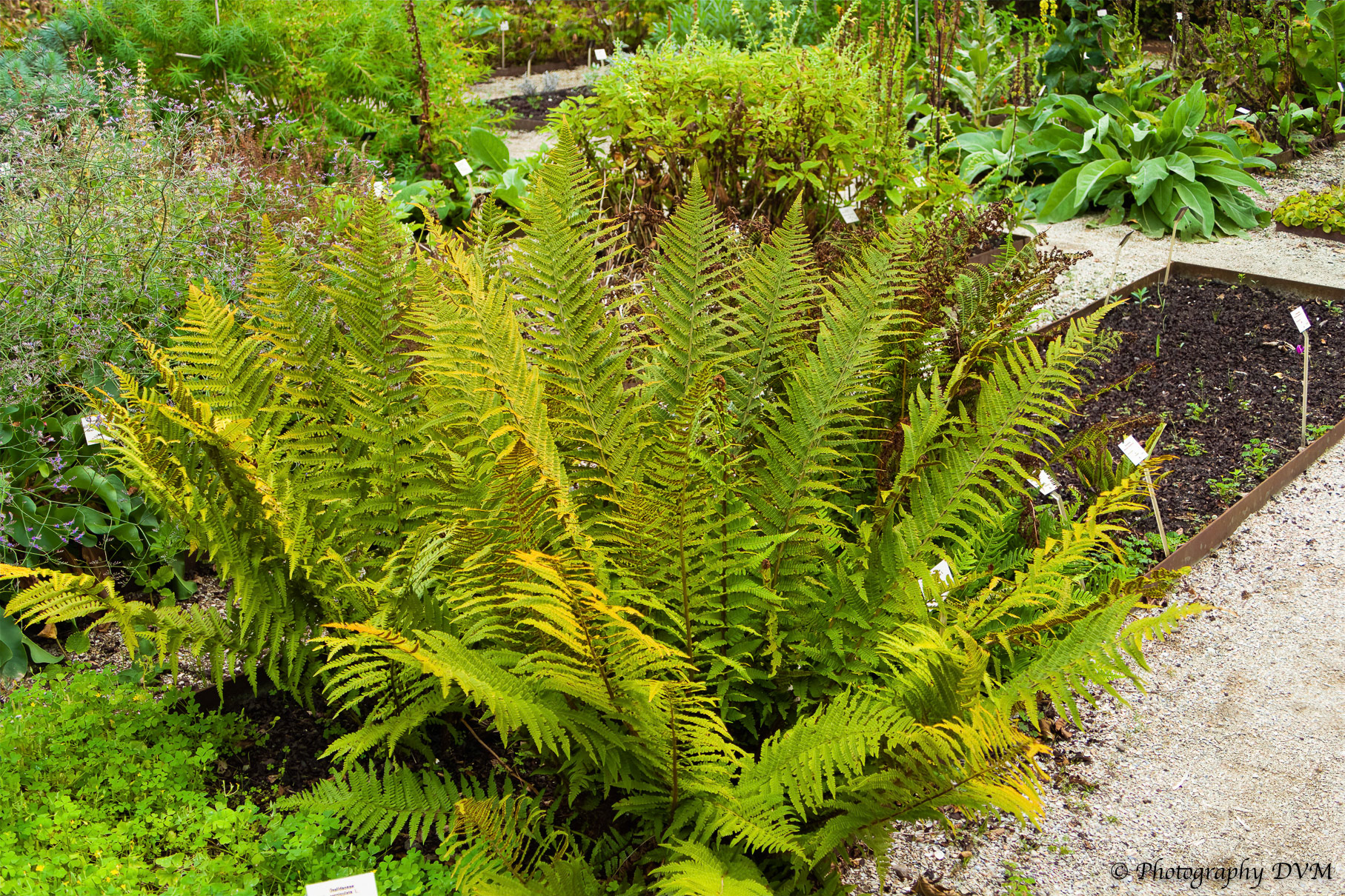 Mannetjesvaren - Dryopteris filix-mas
