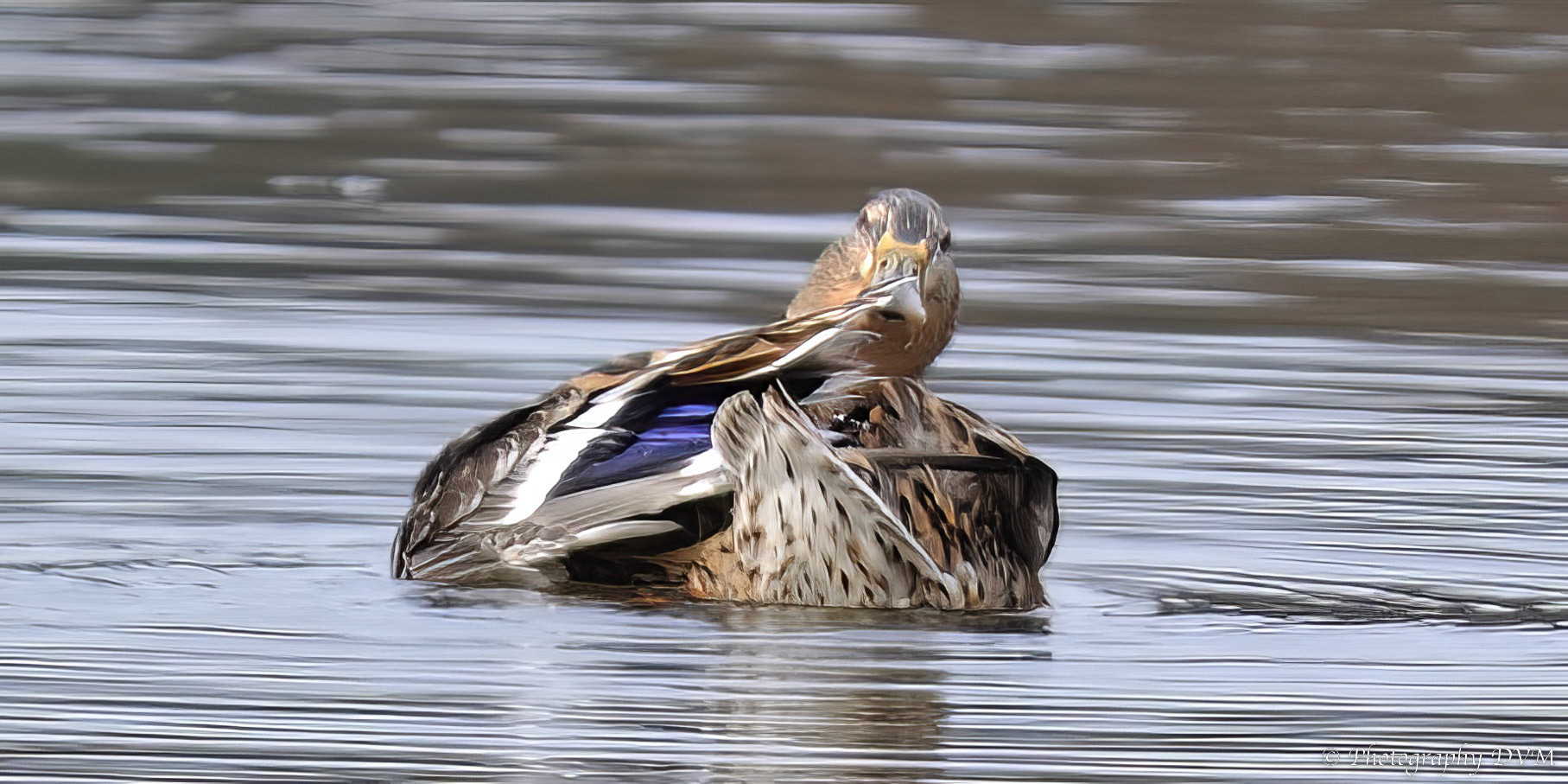 Poetsende slobeend - Cleaning shoveler - Anas clypeata
