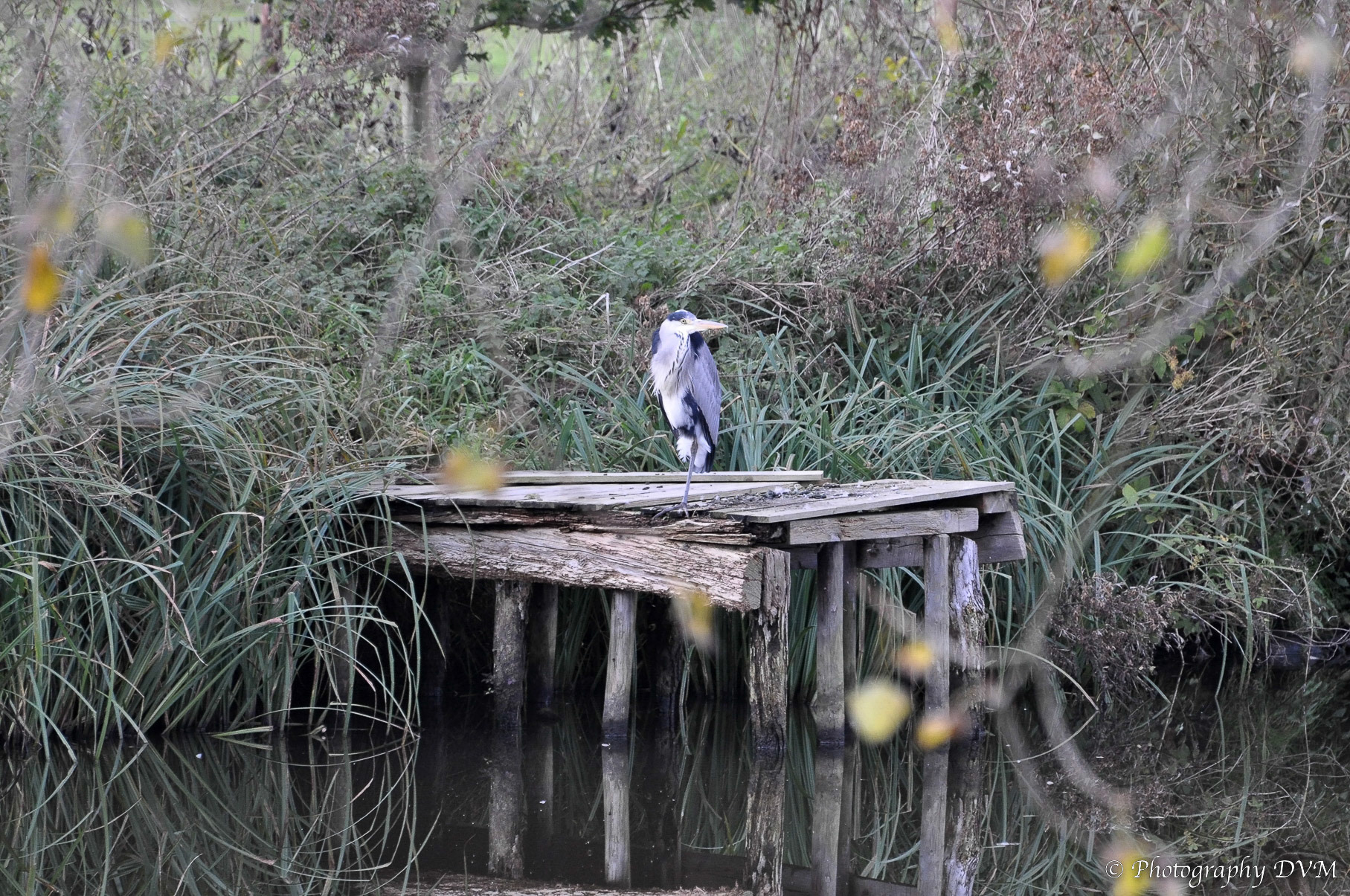 Blauwe reiger - Grey Heron - Ardea cinerea