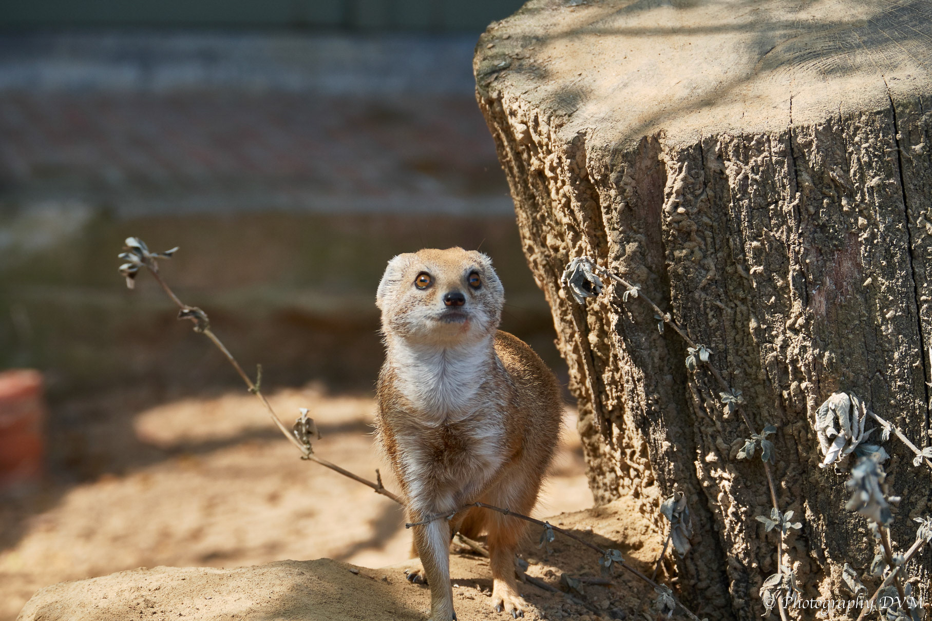 Vosmangoest - Yellow mongoose - Cynictis penicillata