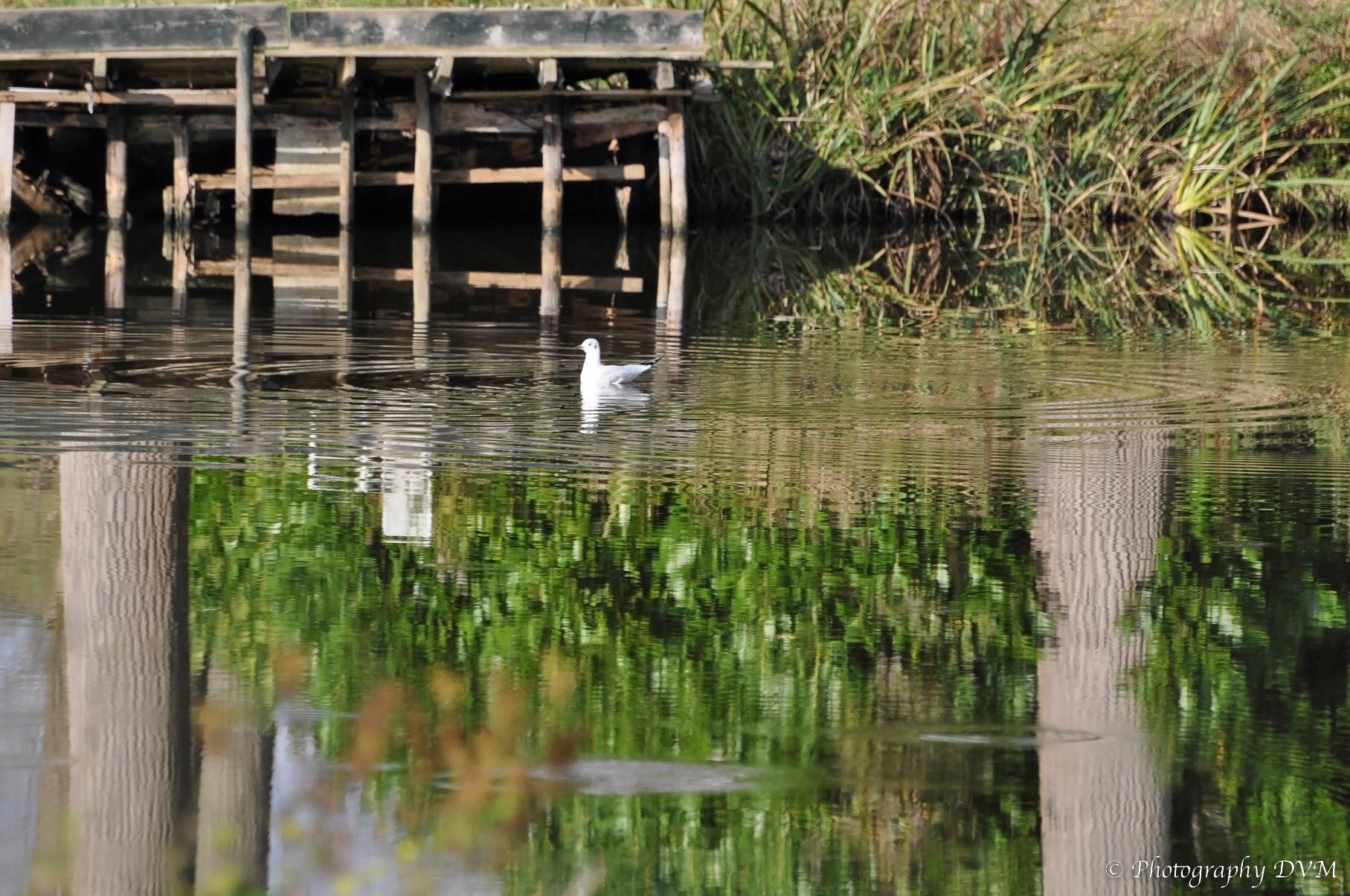 Kokmeeuw - Black-headed Gull - Larus ridibundus