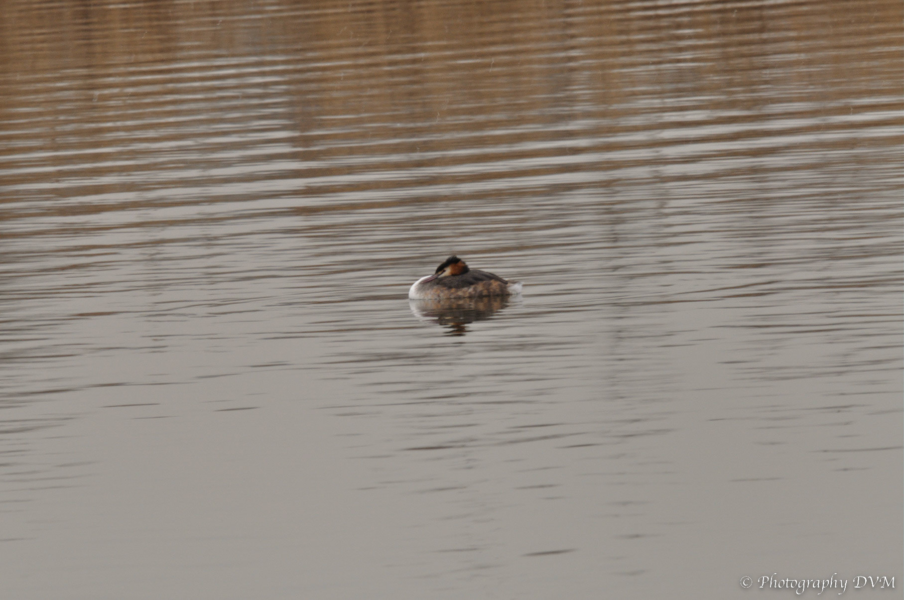 Fuut - Great Crested Grebe - Podiceps cristatus