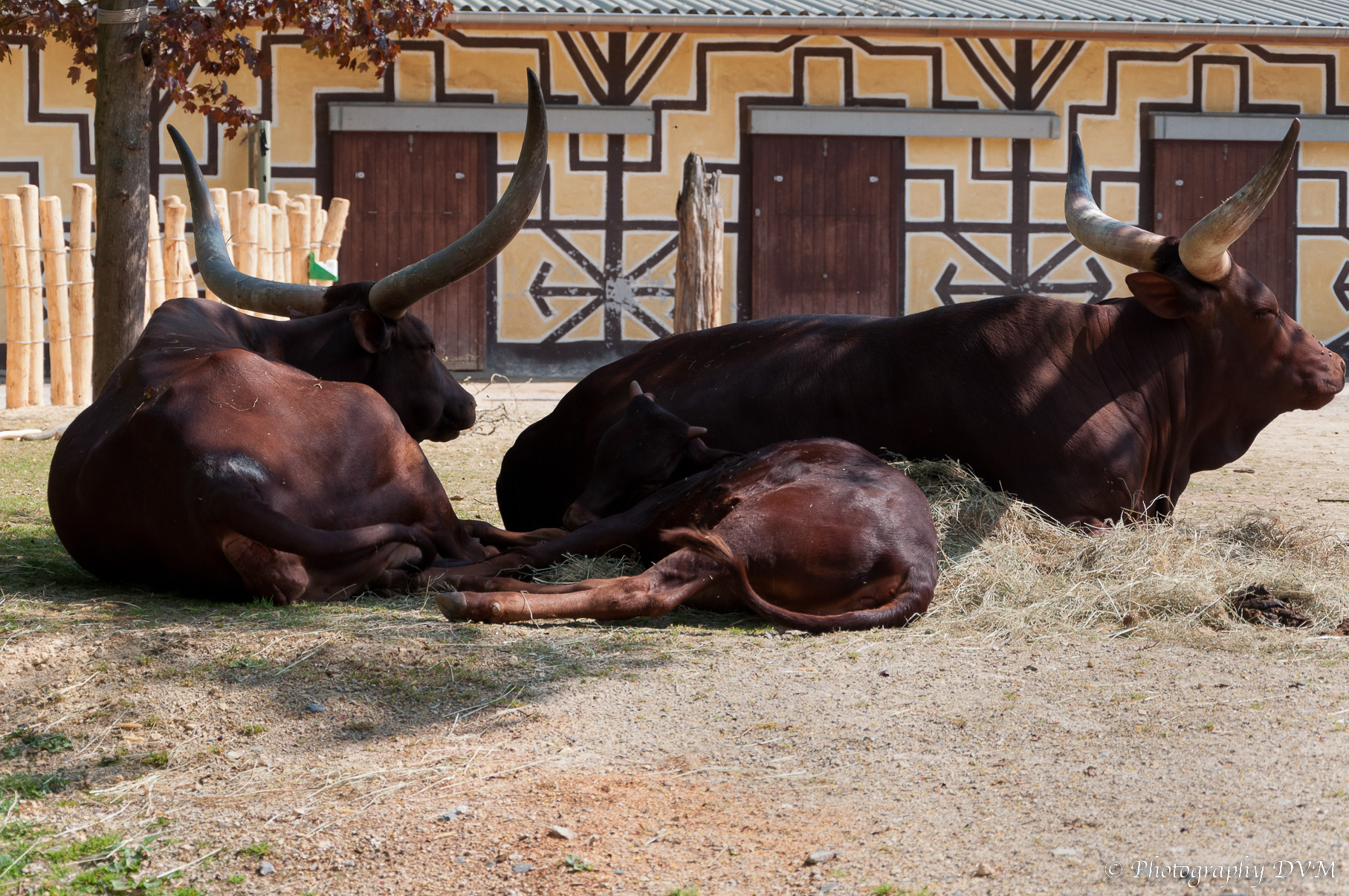 Watoessirunderen - Ankole-Watusi - Bos taurus