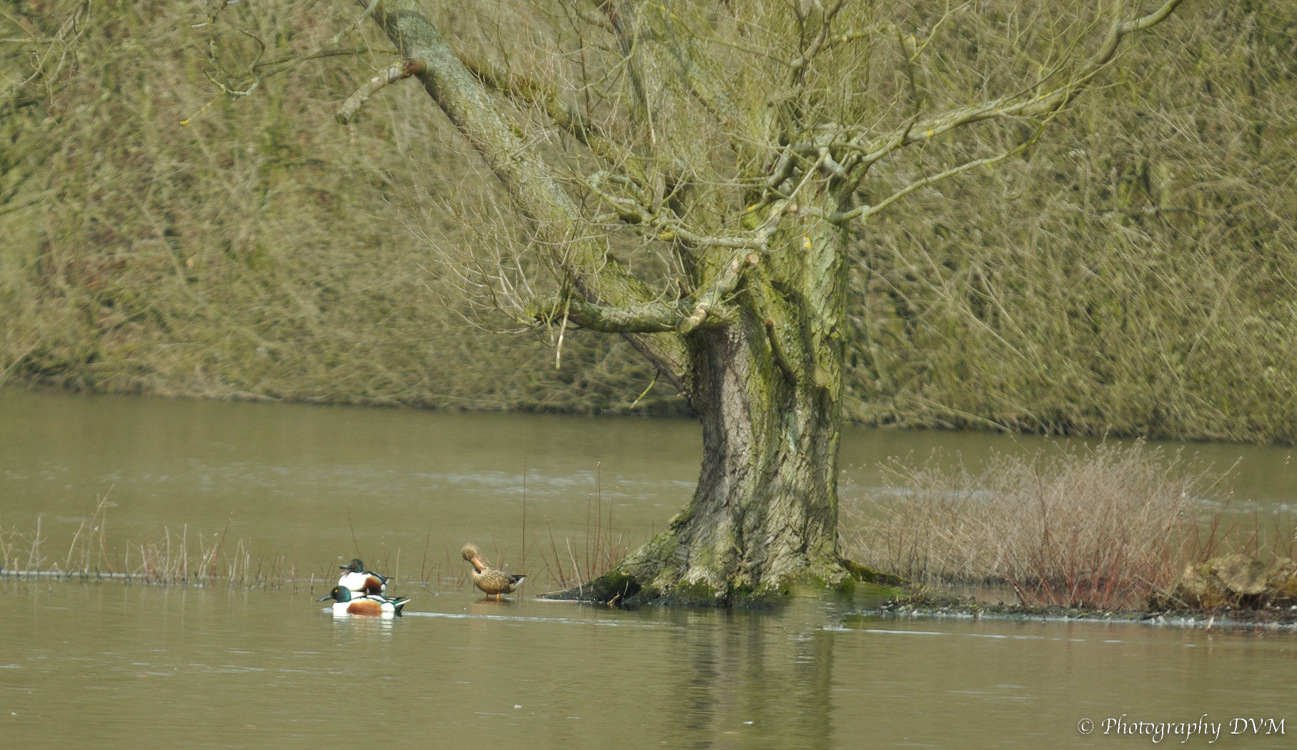  Slobeenden - Northern Shovelers - Anas clypeata