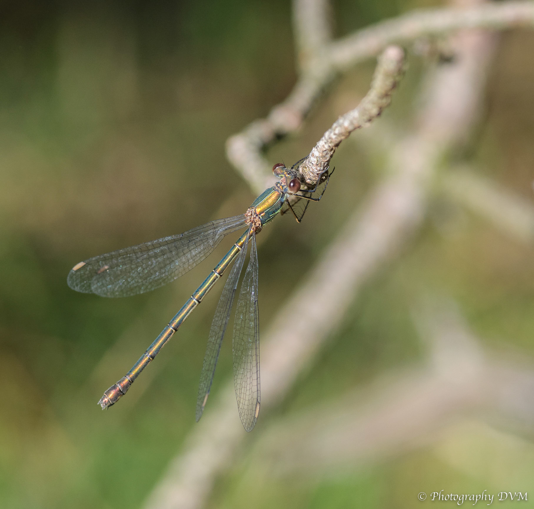 Houtpantserjuffer(vrouwtje) - Western Willow Spreadwing(female) - Chalcolestes viridis