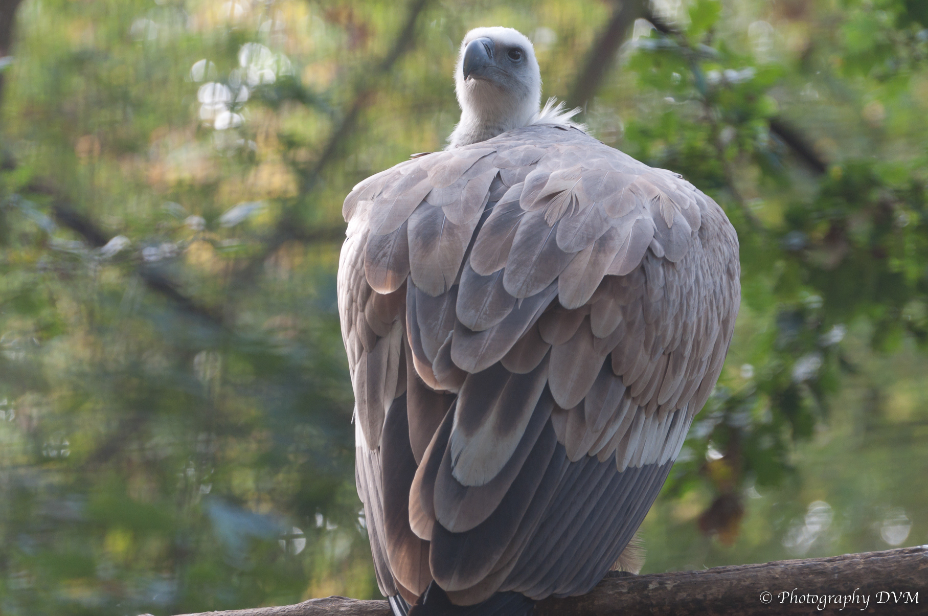 Vale gier - Griffon Vulture - Gyps fulvus
