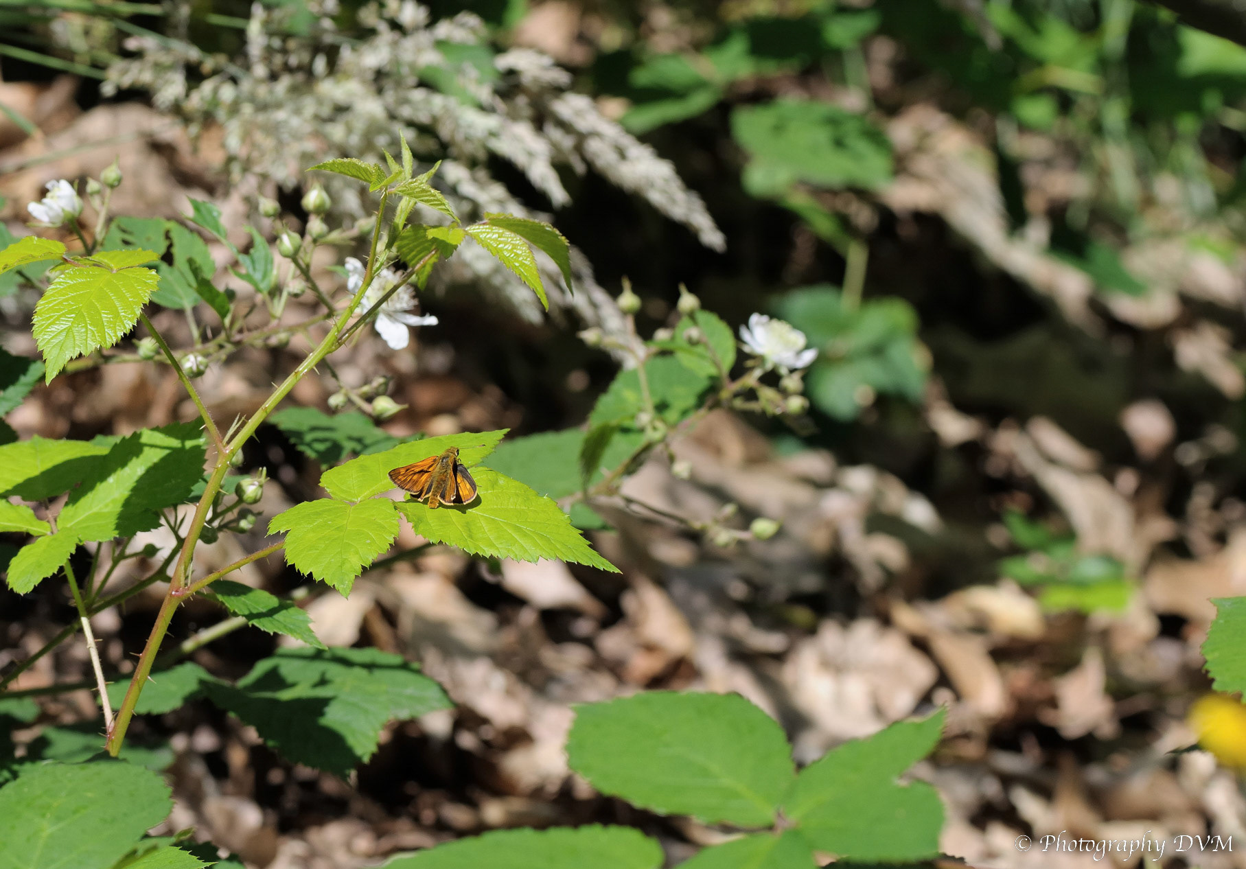 Groot dikkopje - Large Skipper - Ochlodes sylvanus