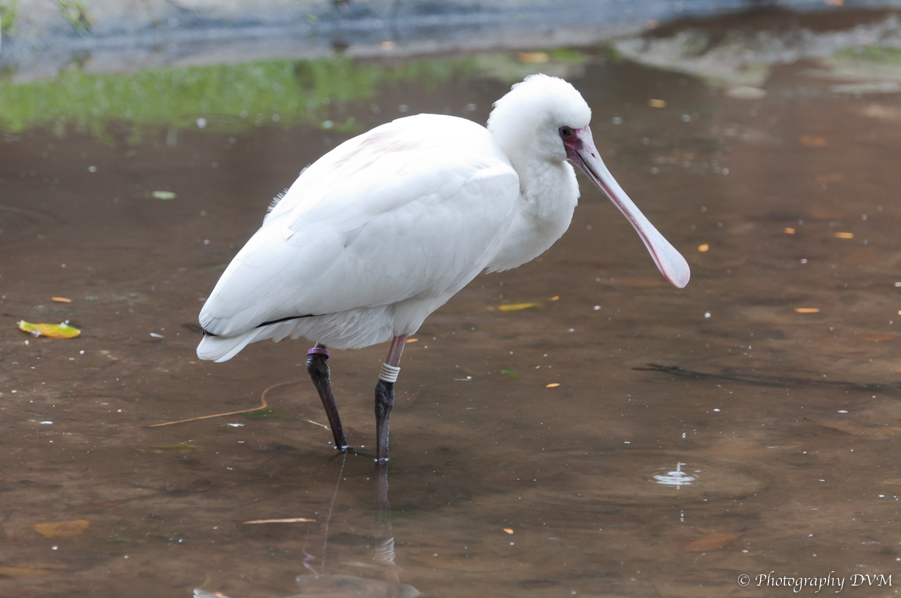 Afrikaanse lepelaar - African  Spoonbill - Platalea alba