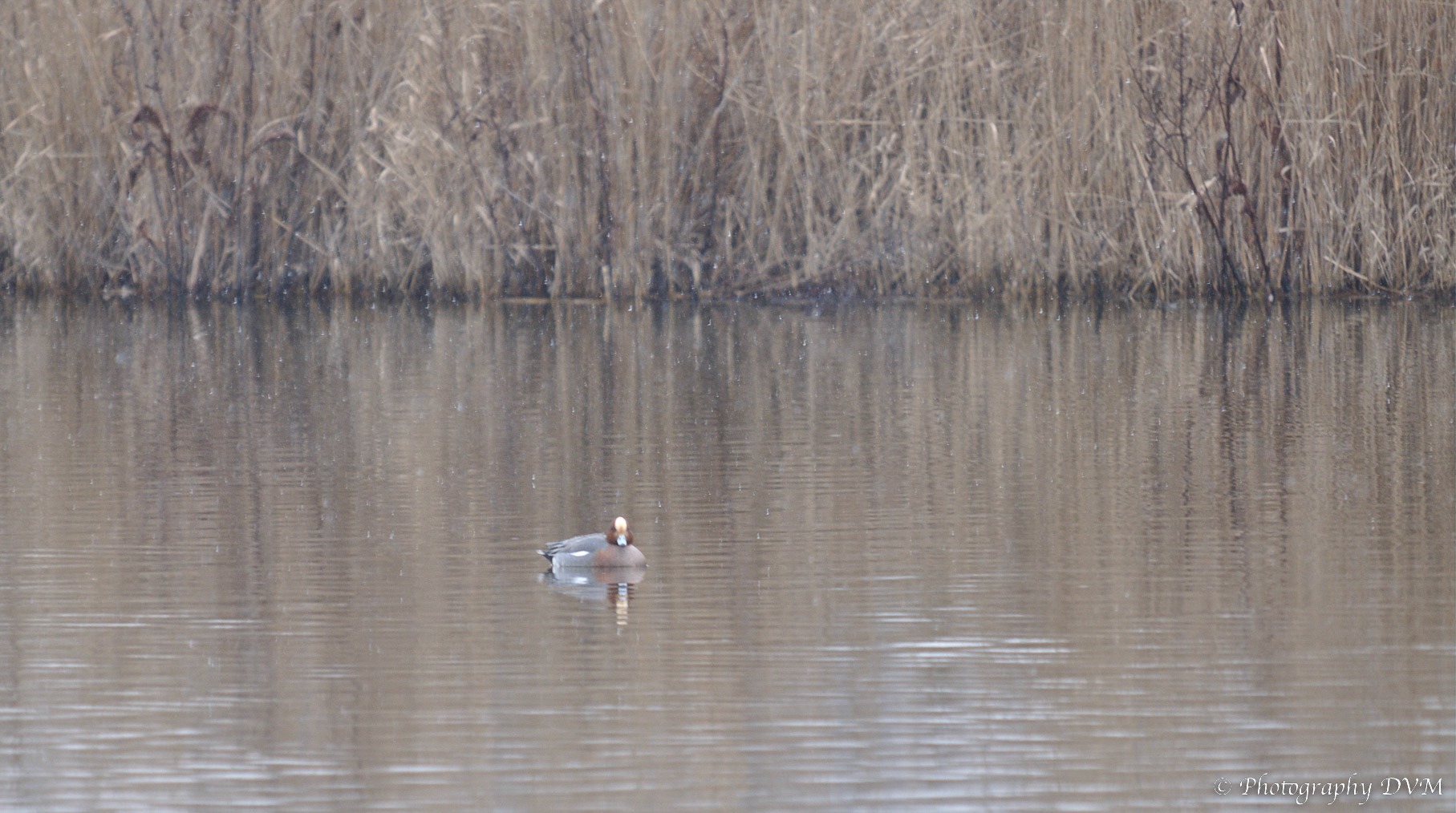 Smient (man) - Eurasian Wigeon (male) - Anas penelope