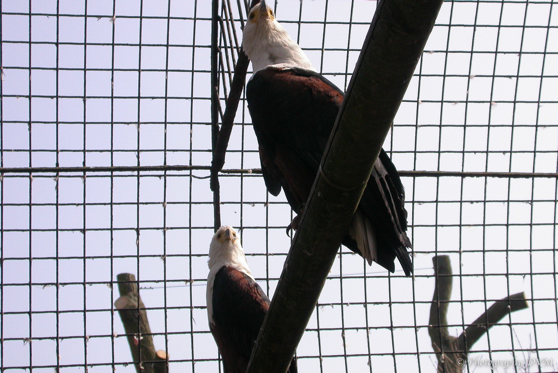 Afrikaanse zeearenden -  African Fish Eagles - Haliaeetus vocifer