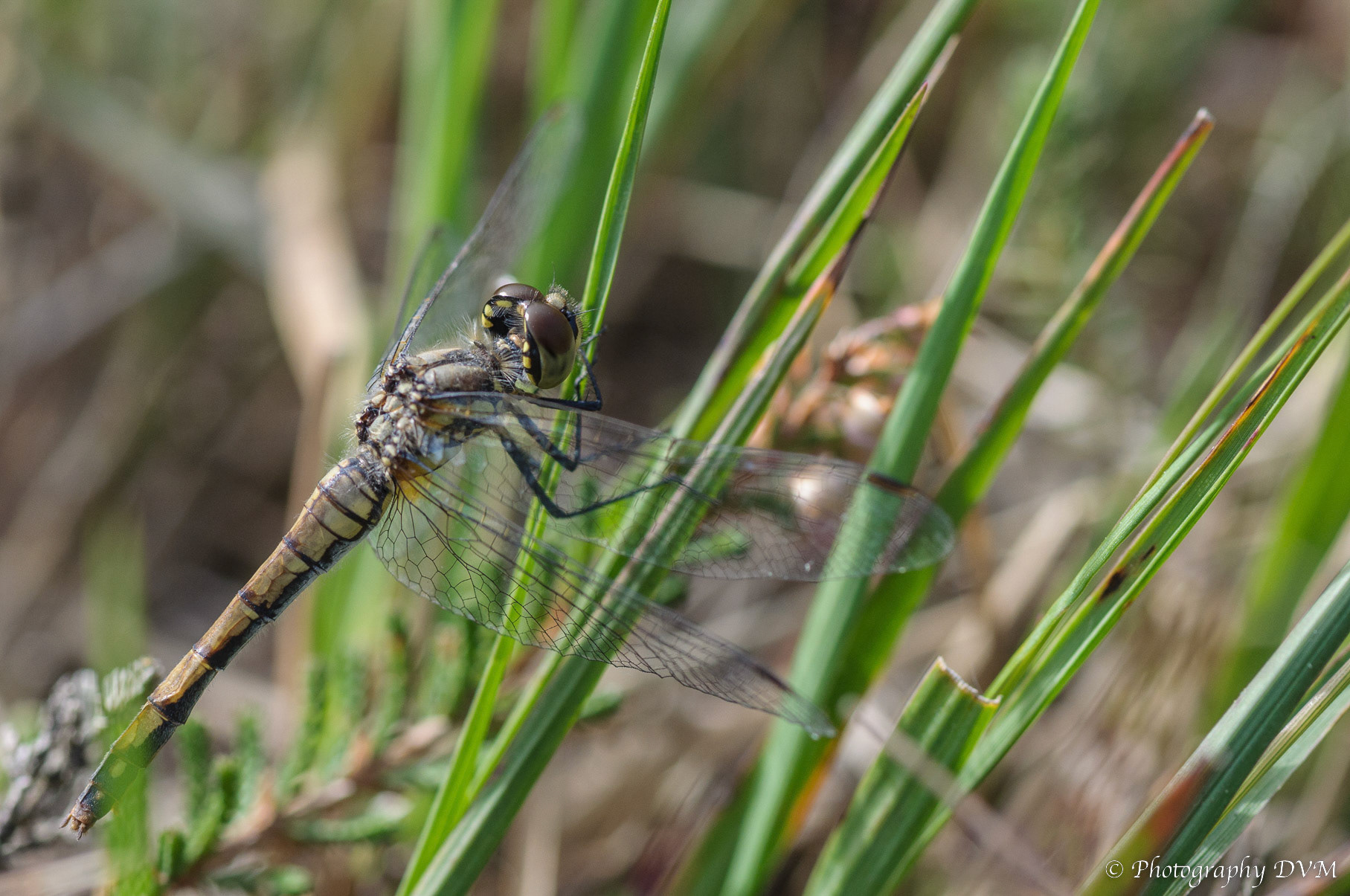 Zwarte heidelibel(vrouwtje) - Black Darter(female) - Sympetrum danae