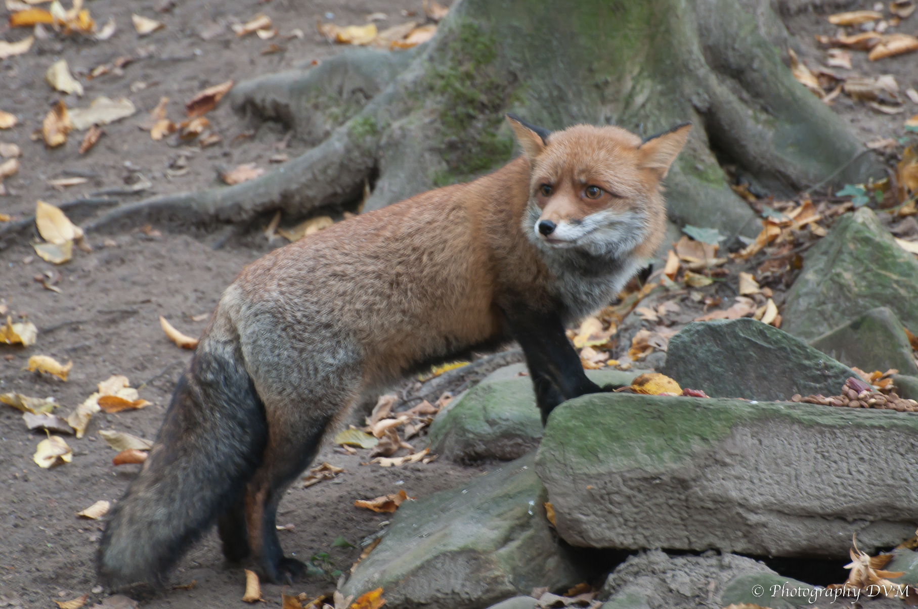 Vos - Red Fox - Vulpes vulpes