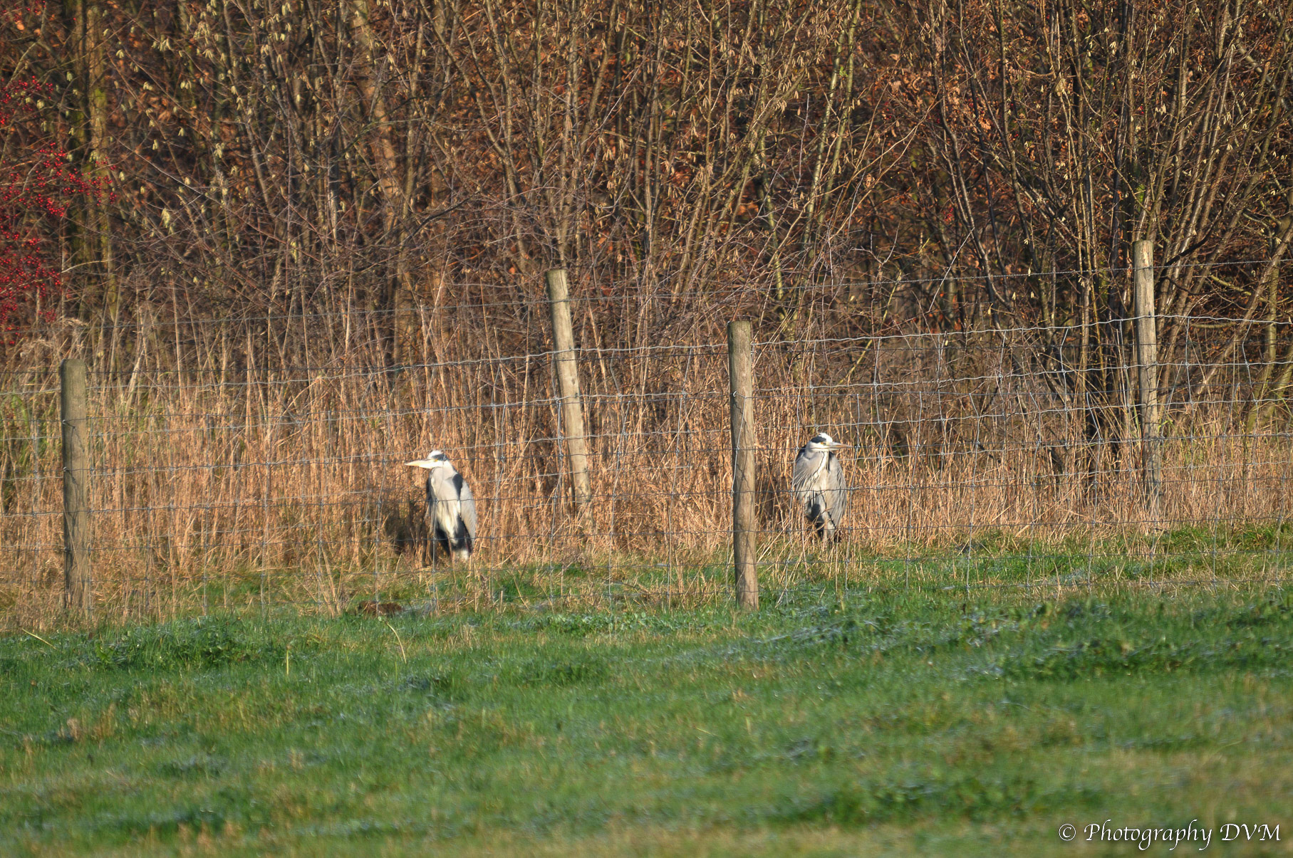 Blauwe reigers - Grey Herons - Ardea cinerea