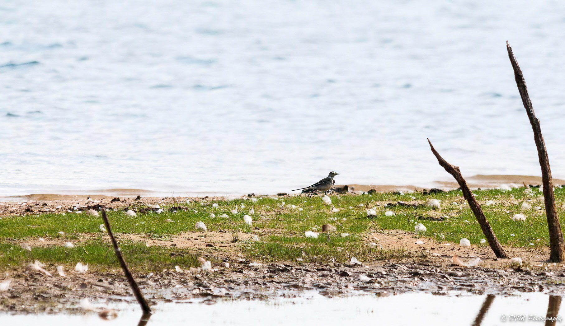 Witte kwikstaart - White Wagtail