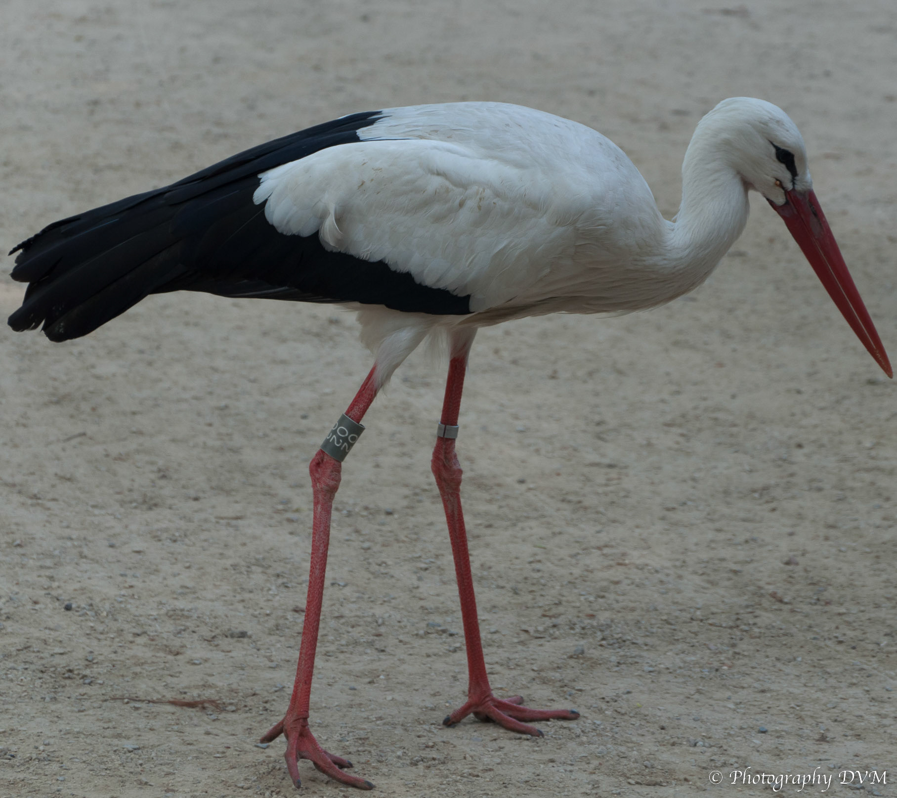 Witte ooievaar - White Stork - Ciconia ciconia
