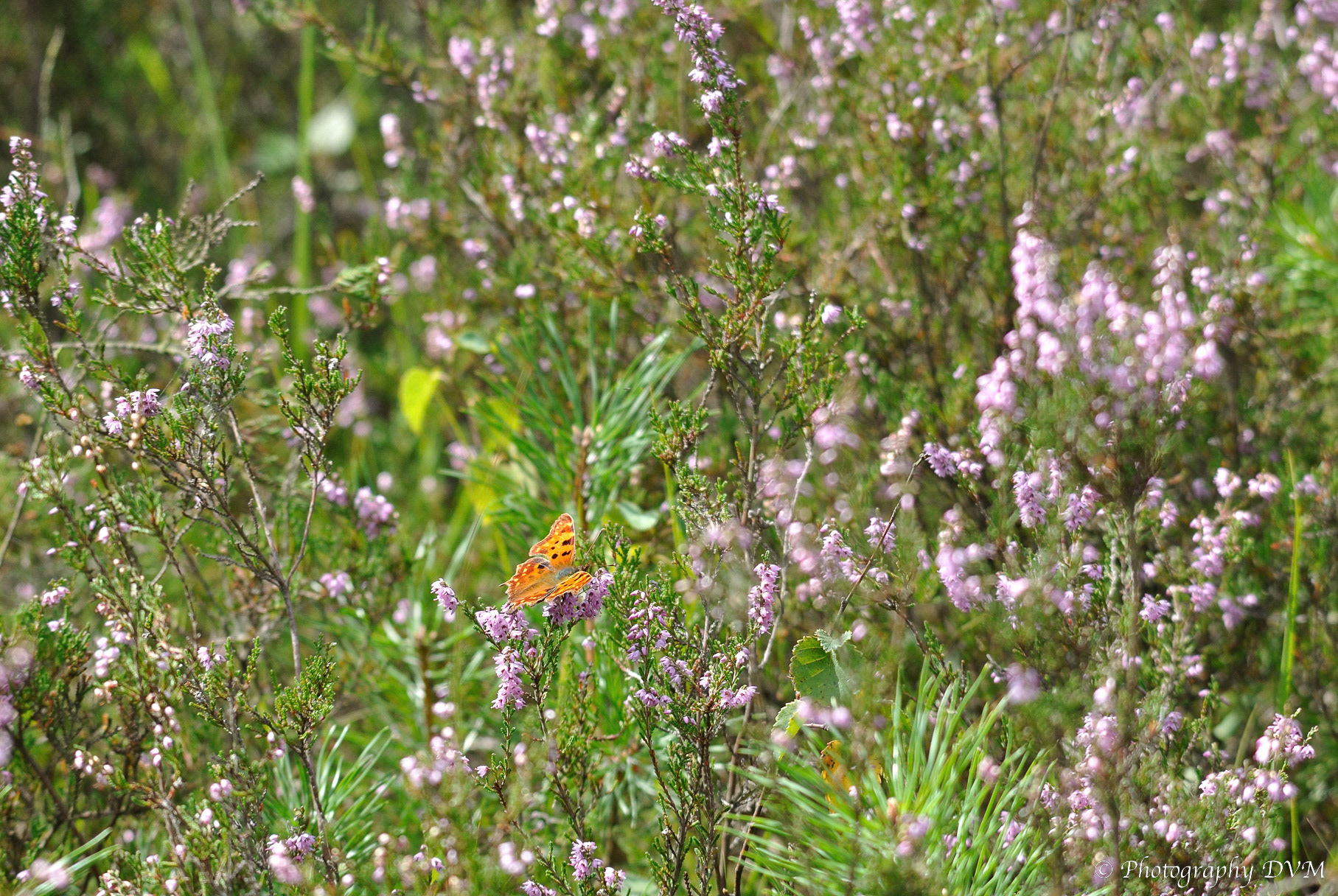 Gehakkelde aurelia - Comma - Polygonia c-album
