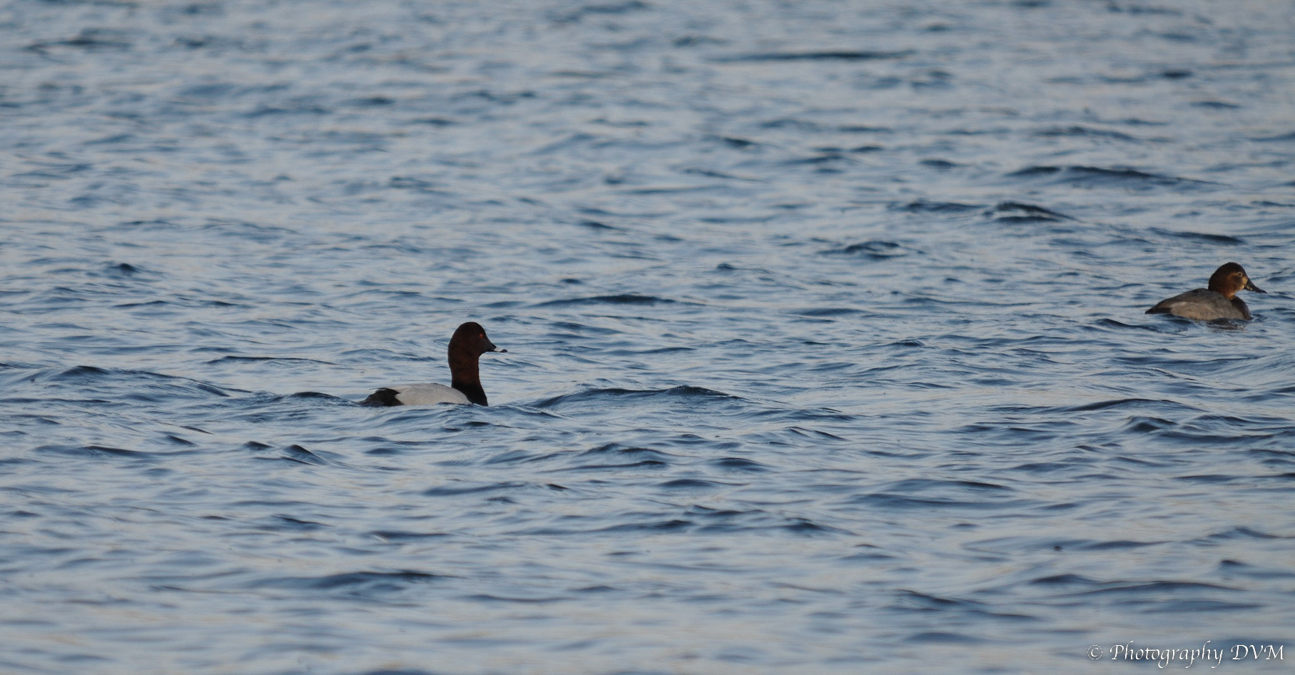 Koppeltje Tafeleenden - Couple Common Pochards - Aythya ferina