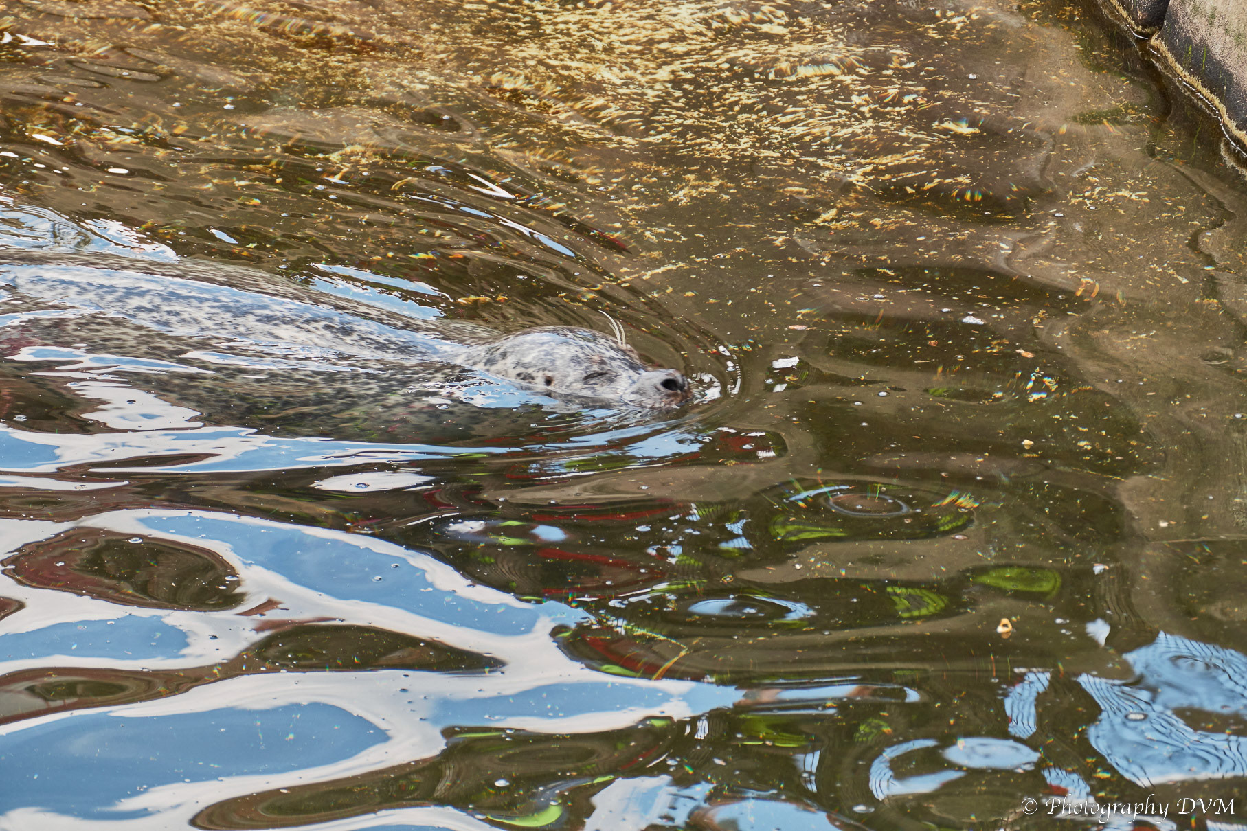 Gewone zeehond - Common seal - Phoca vitulina