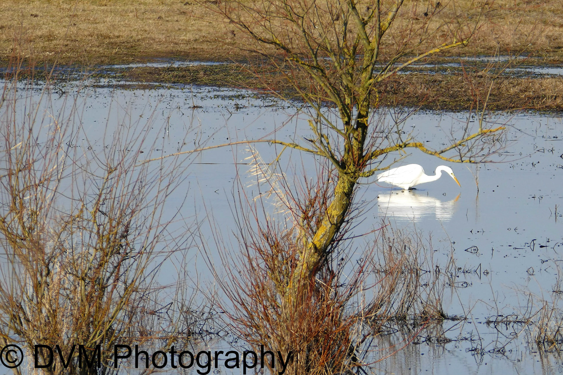 Grote zilverreiger - Great egret - Ardea alba
