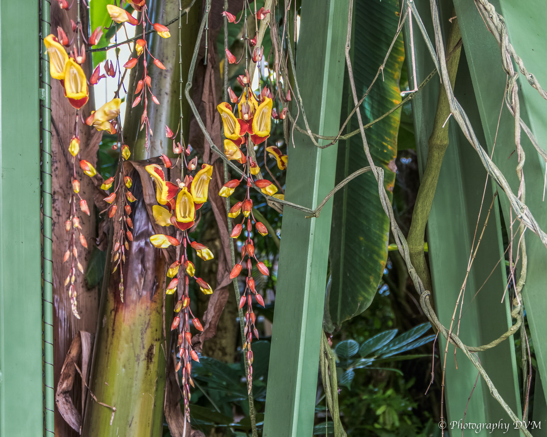 Mysore-winde - Mysore trumpetvine - Thunbergia mysorensis