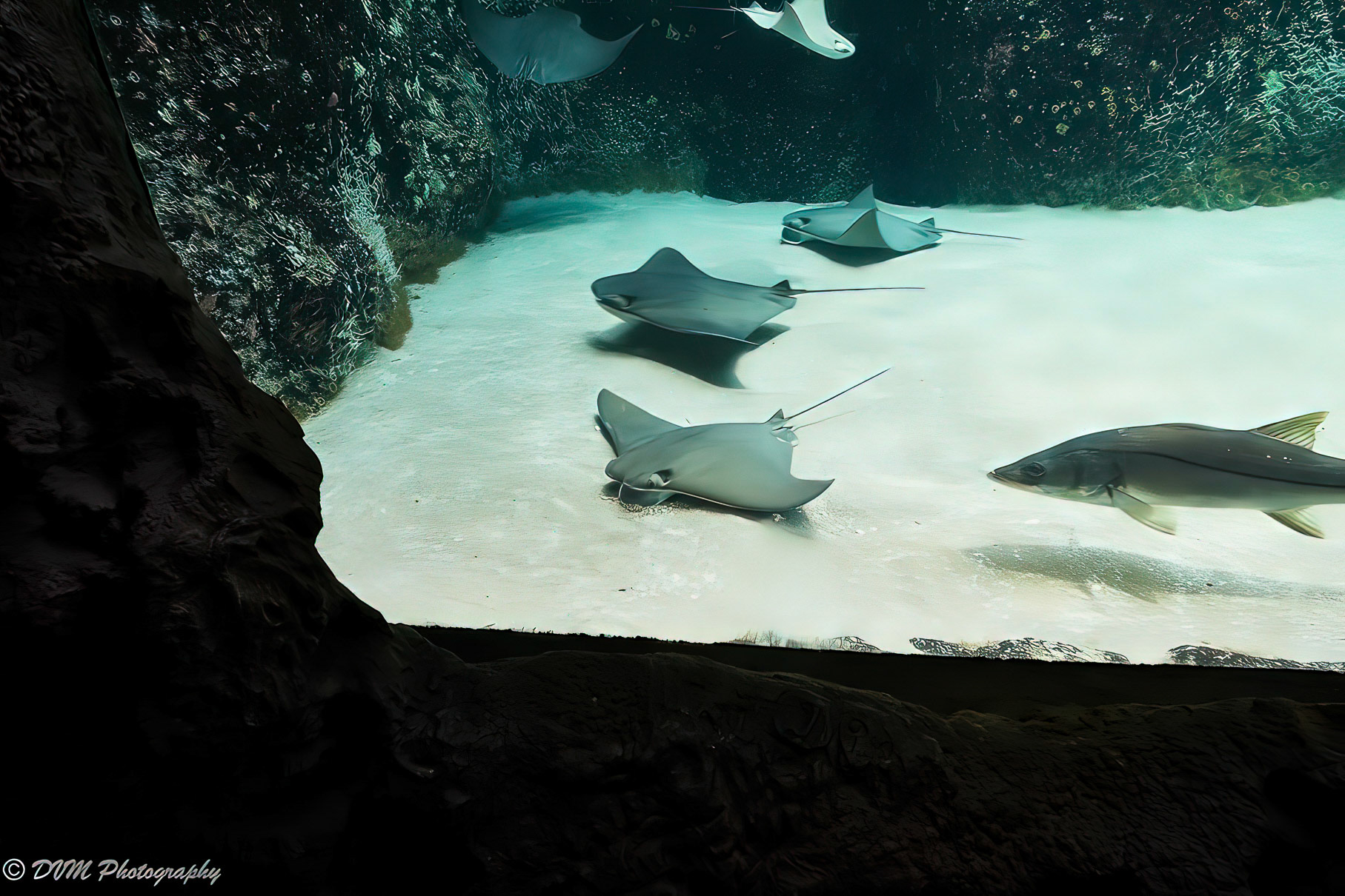 Jonge koeneusroggen - Young cow-nosed rays - Rhinopteridae