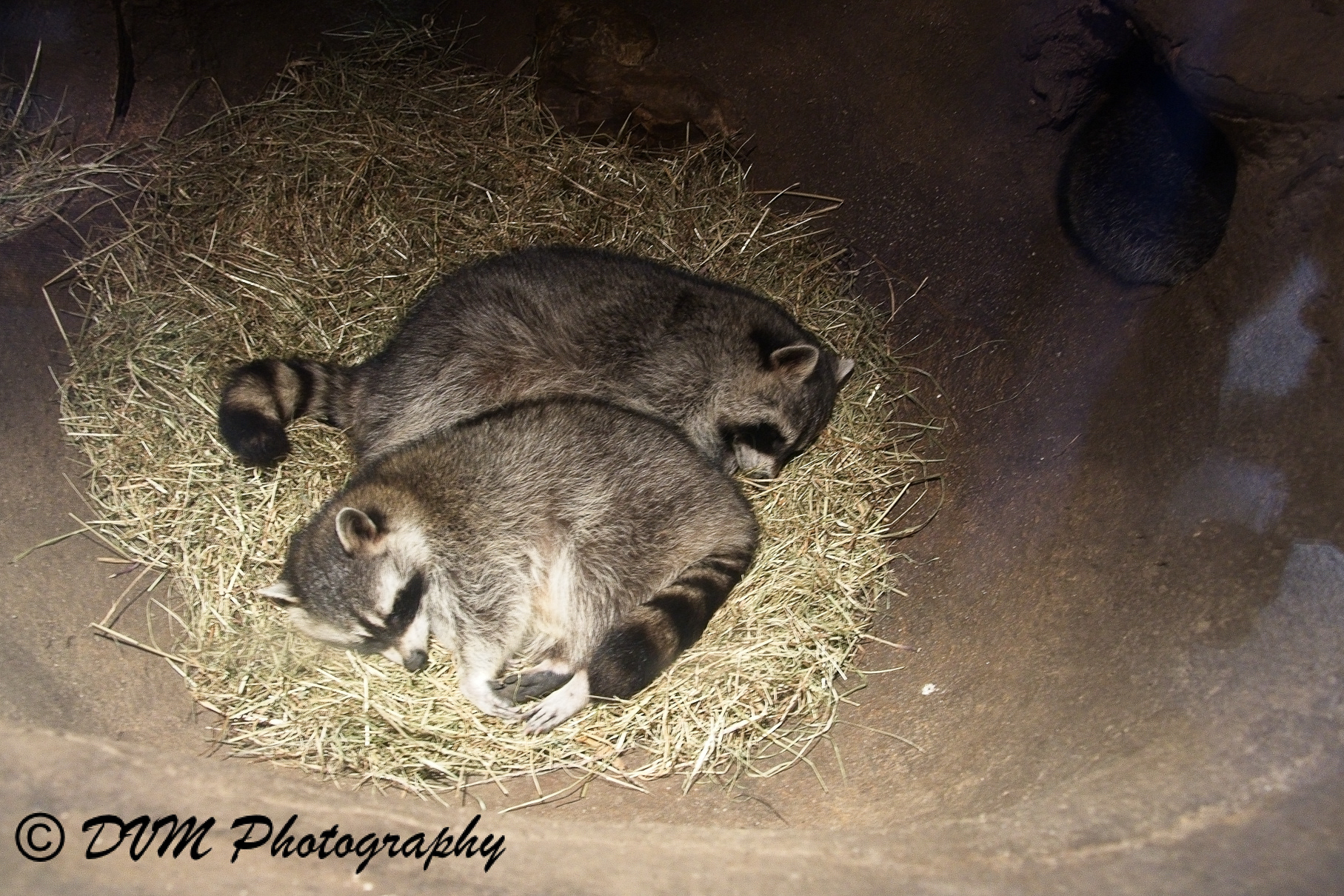 Gewone wasberen - Raccoons - Procyon lotor
