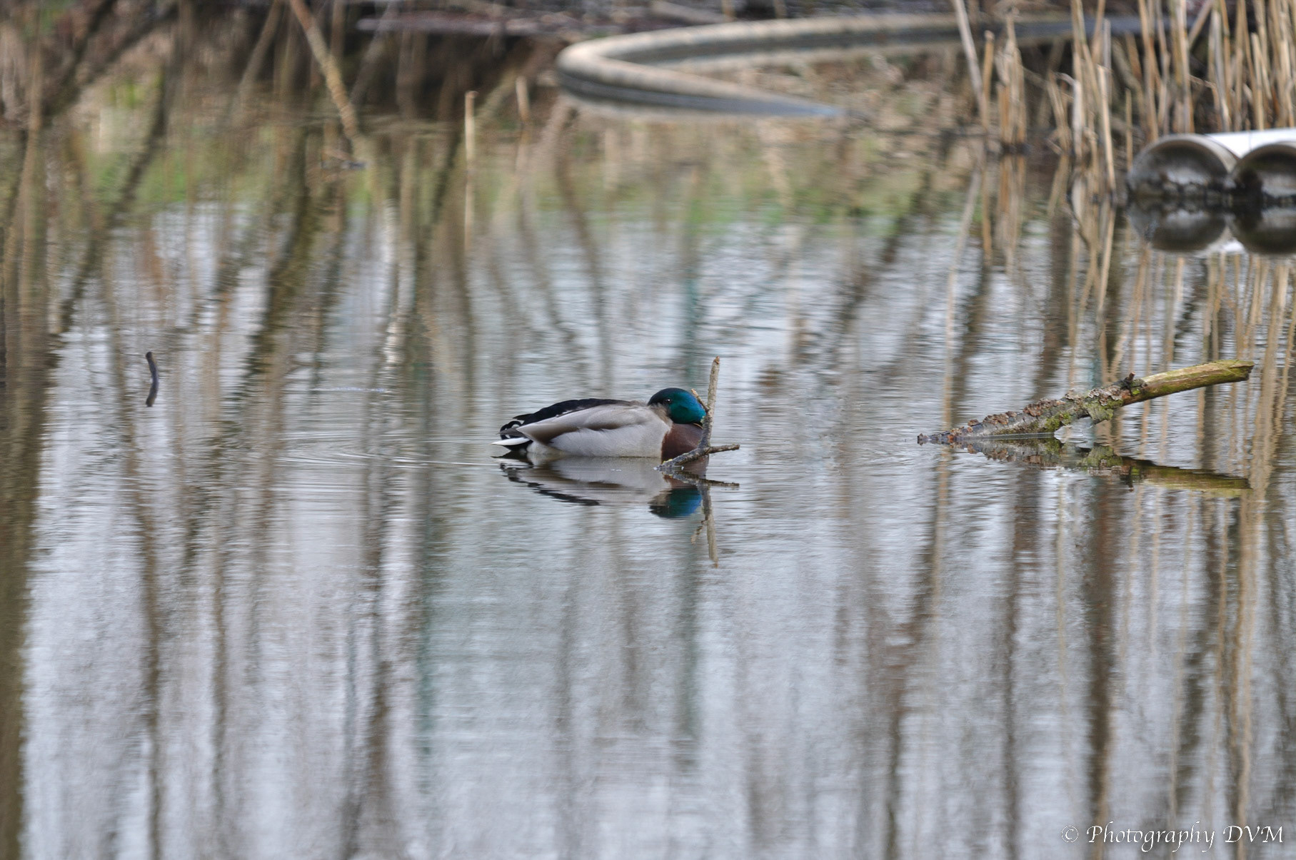 Wilde eend - Mallard - Anas platyrhynchos