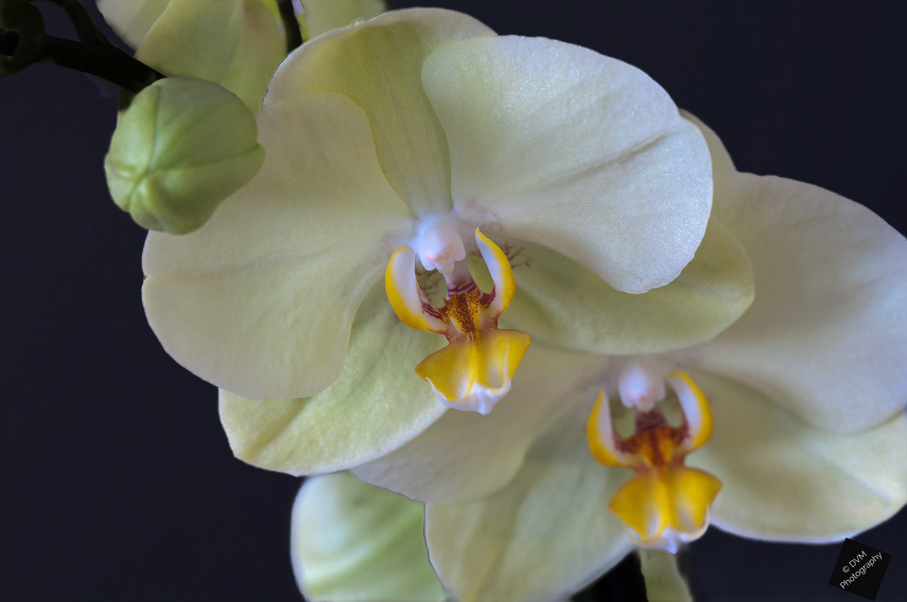 Nachtvlinderorchidee cultivar 'Sweetheart' - Moth Orchid Cultivar 'Sweetheart' - Orchidaceae  Phalaenopsis