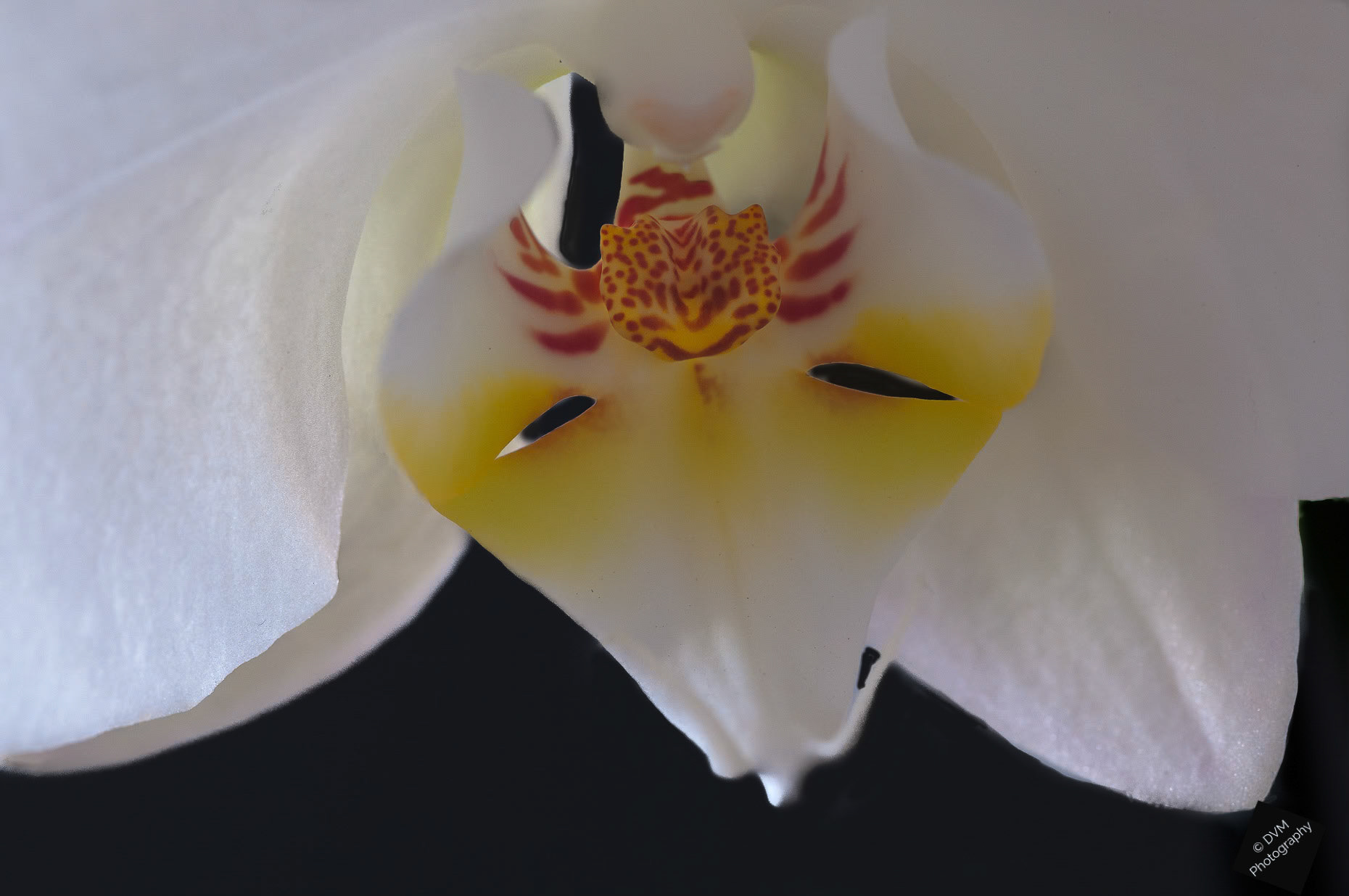 Nachtvlinderorchidee 'Kinu White Bear' - Moth Orchid 'Kinu White Bear' - Orchidaceae  Phalaenopsis