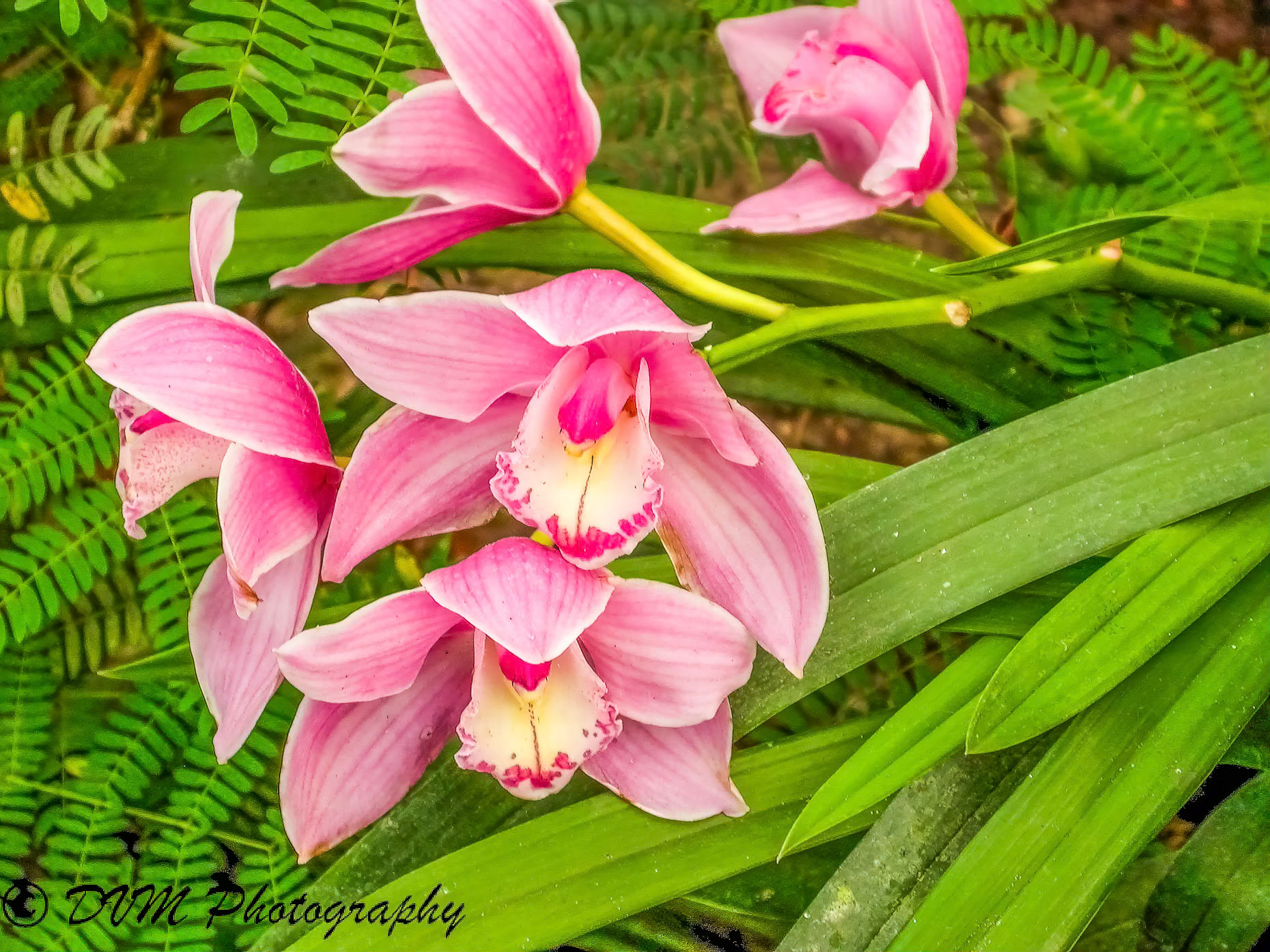 Orchidee Cymbidium - Orchid Cymbidium - Orchidaceae >>>>> Planckendael - Muizen - Belgium