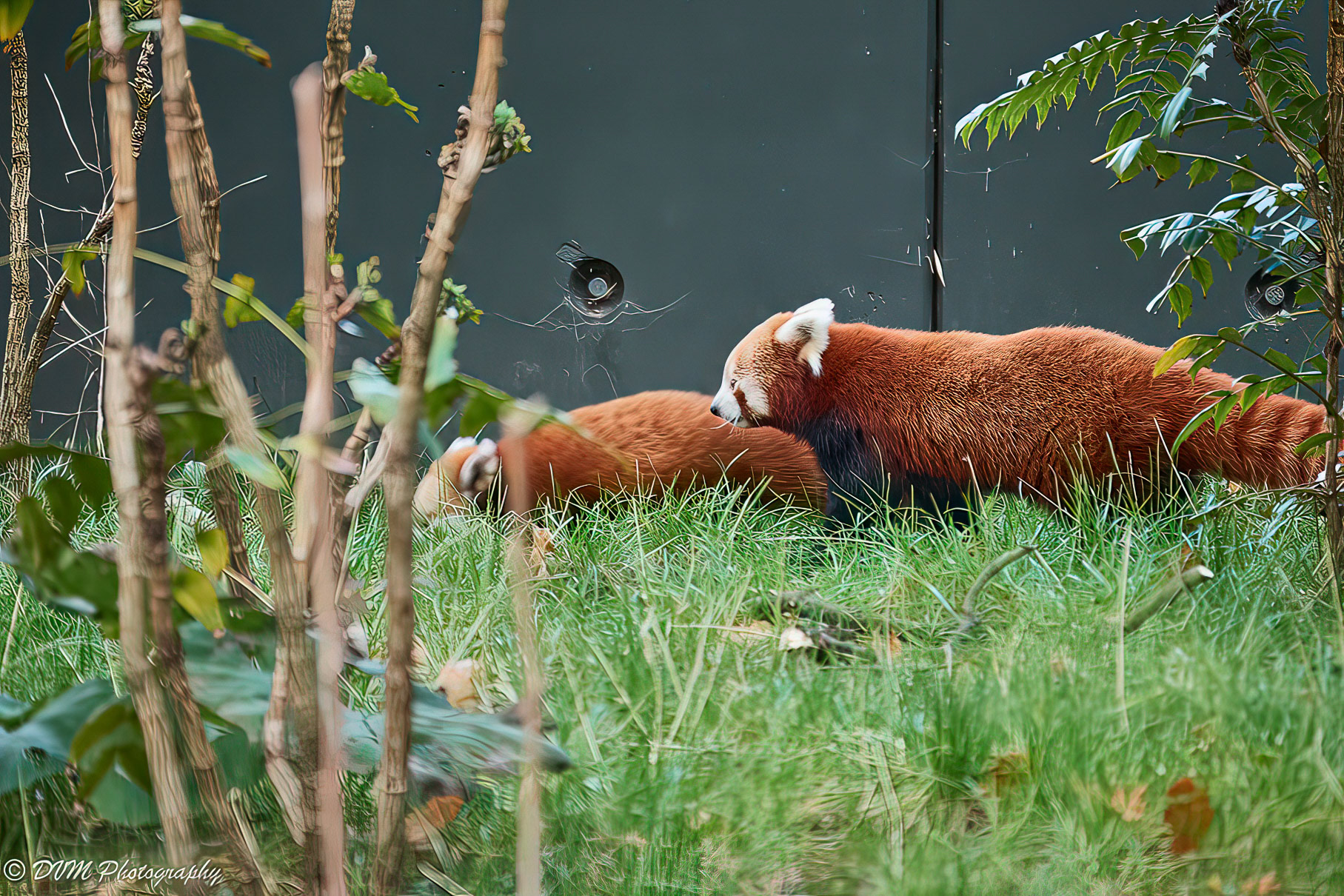 Rode Panda - Red panda - Ailurus fulgens