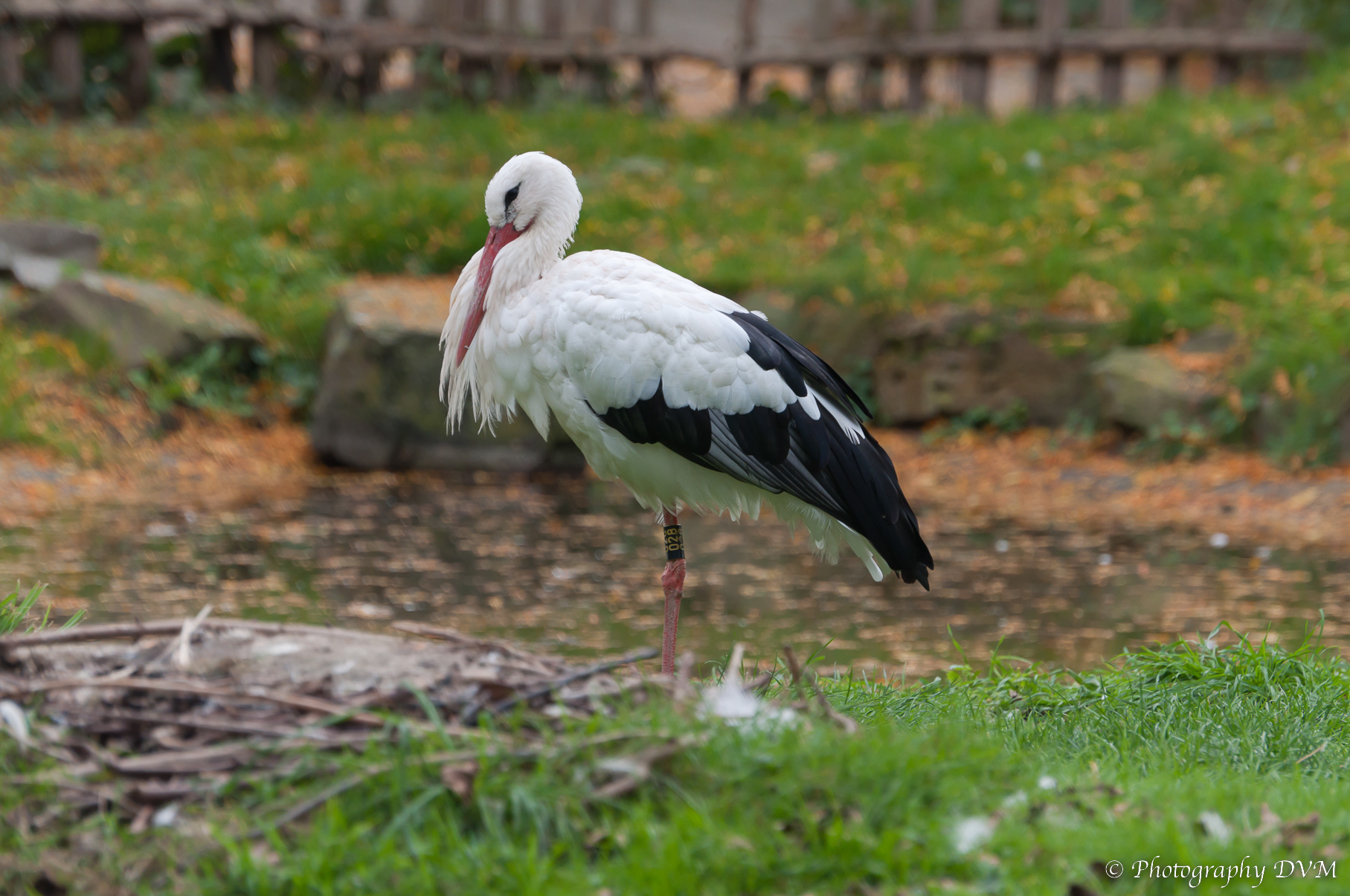 Witte ooievaar - White Stork - Ciconia ciconia
