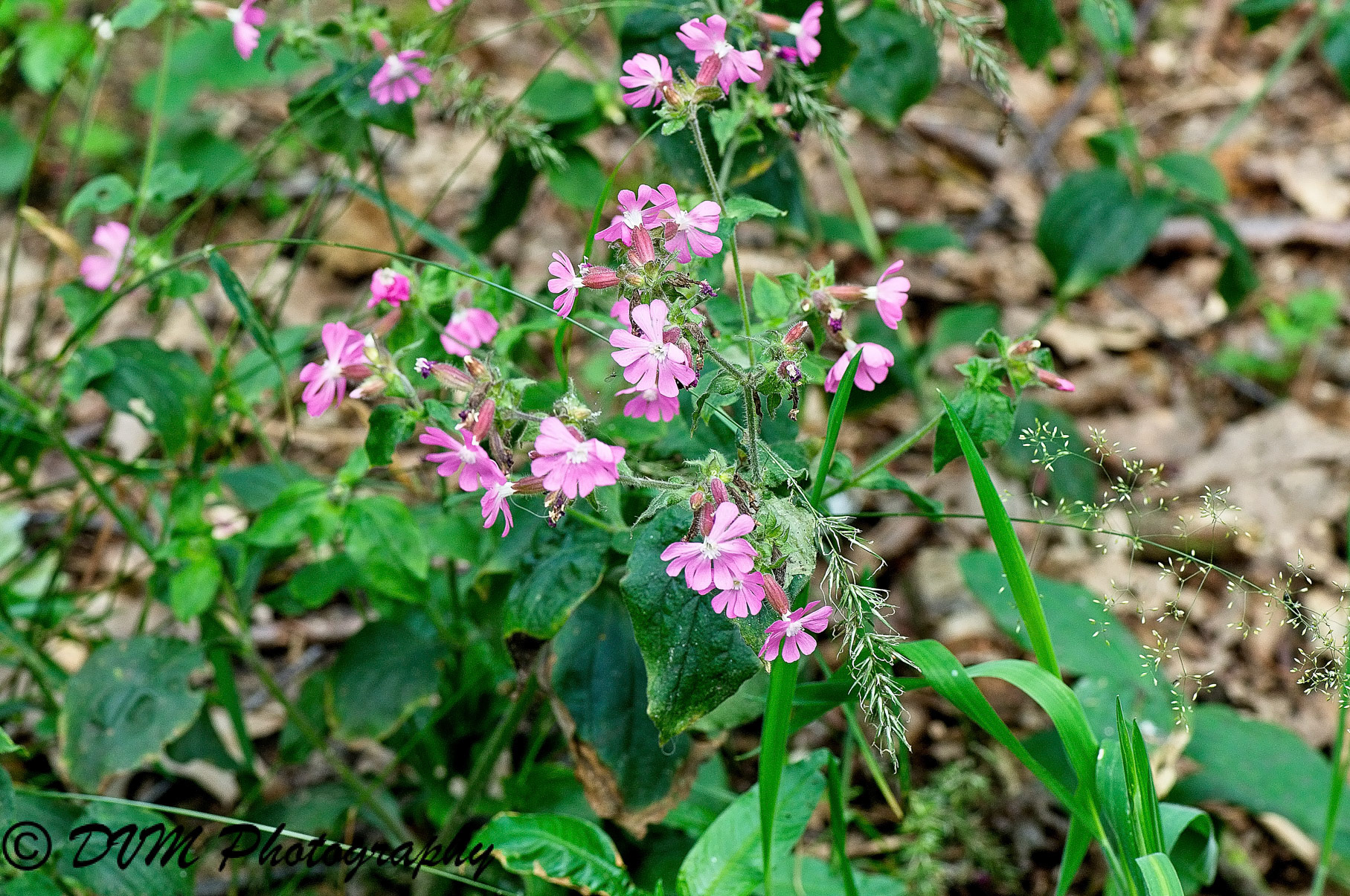 Dagkoekoeksbloem - Red campion - Silene dioica