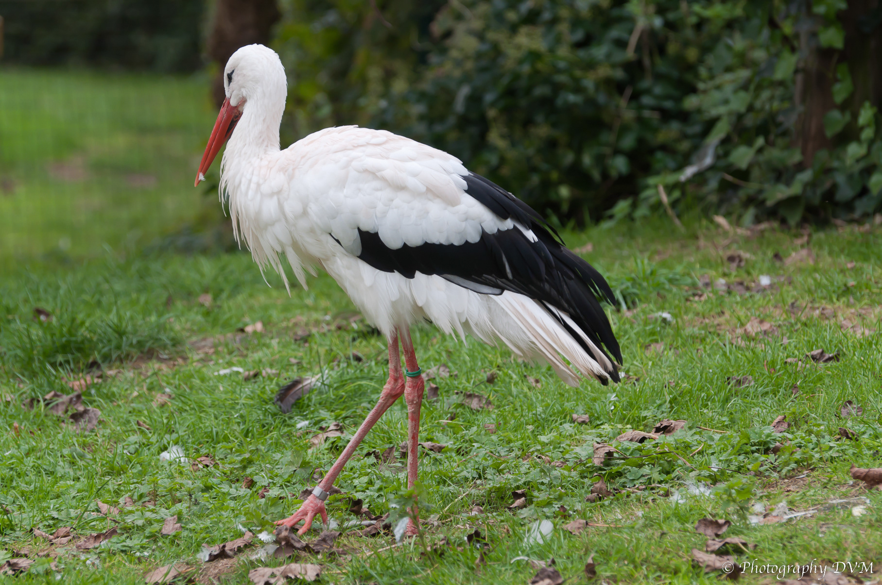 Witte ooievaar - White Stork - Ciconia ciconia