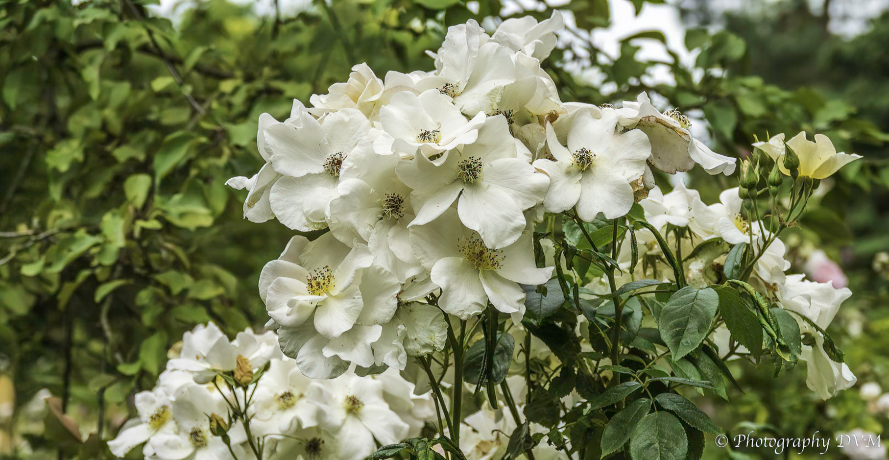 Roos'Sally Holmes' - Rose'Sally Holmes'