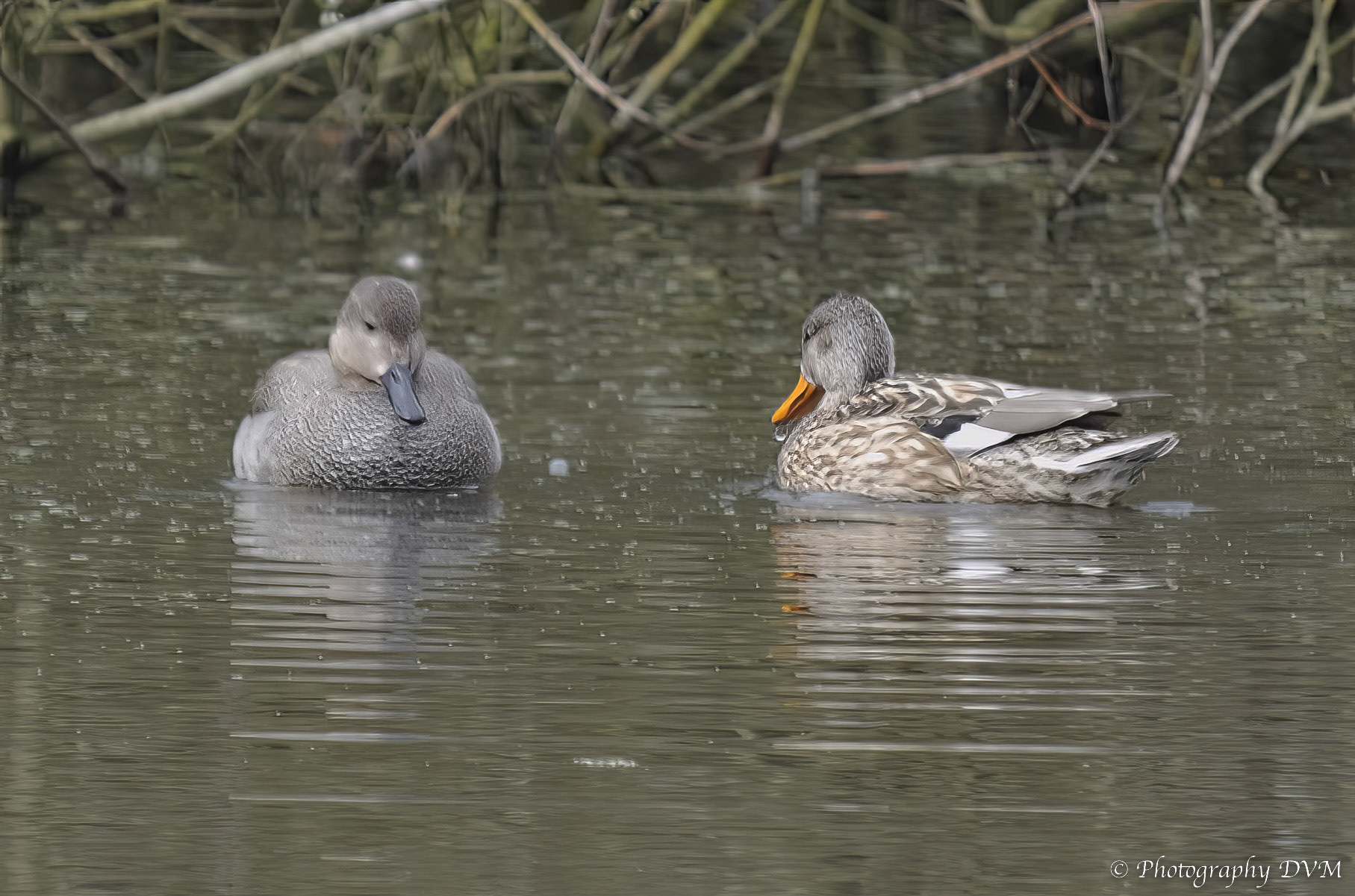 Koppeltje Krakeenden - Couple Gadwalls - Anas strepera