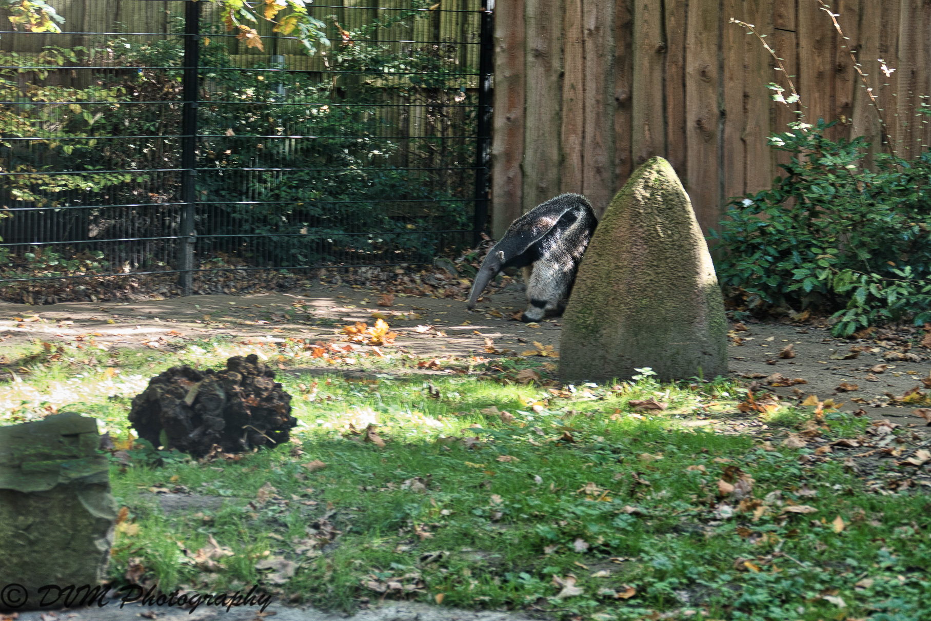 Reuzenmiereneter - Giant anteater - Myrmecophaga tridactyla