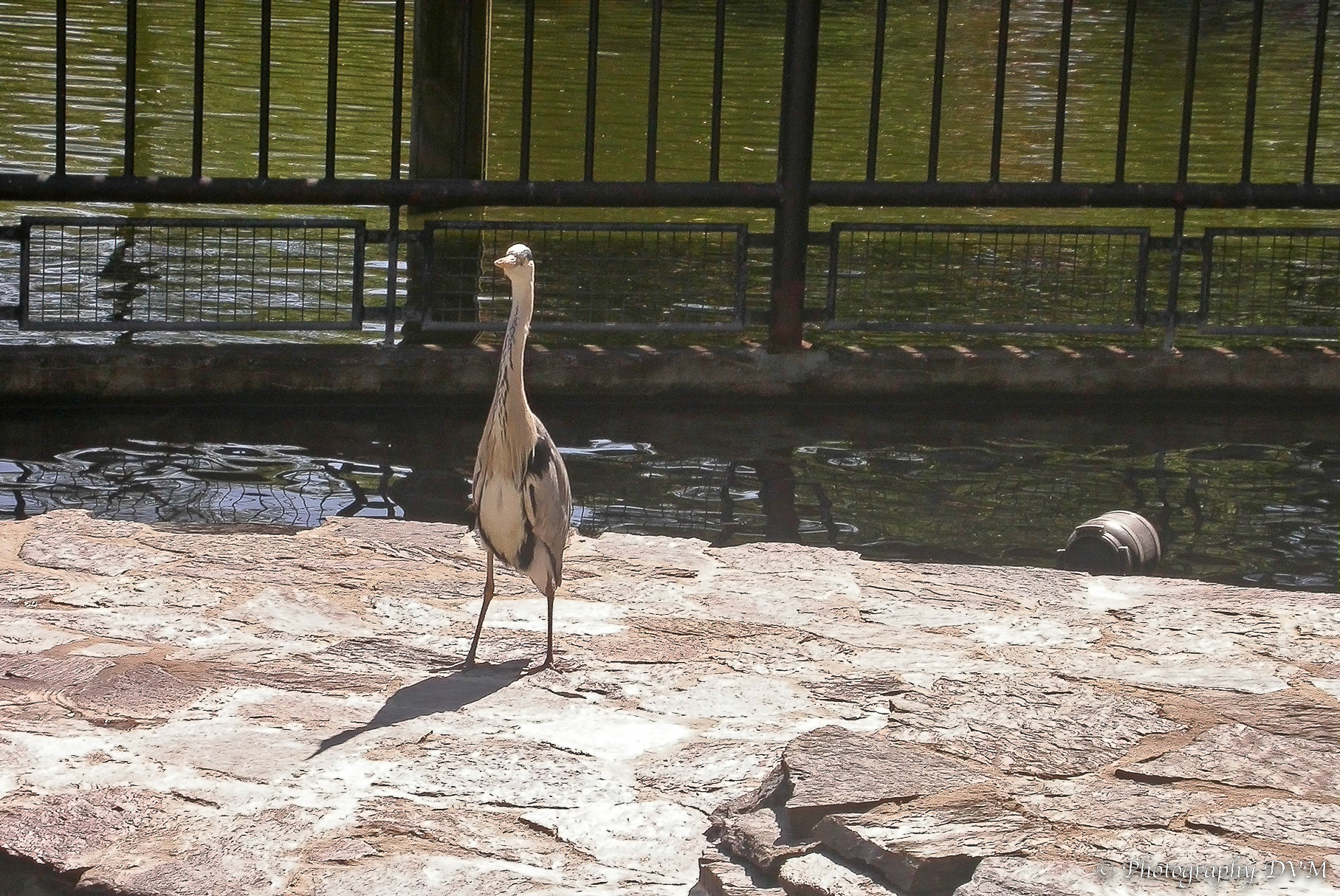 Blauwe reiger - Grey Heron - Ardea cinerea
