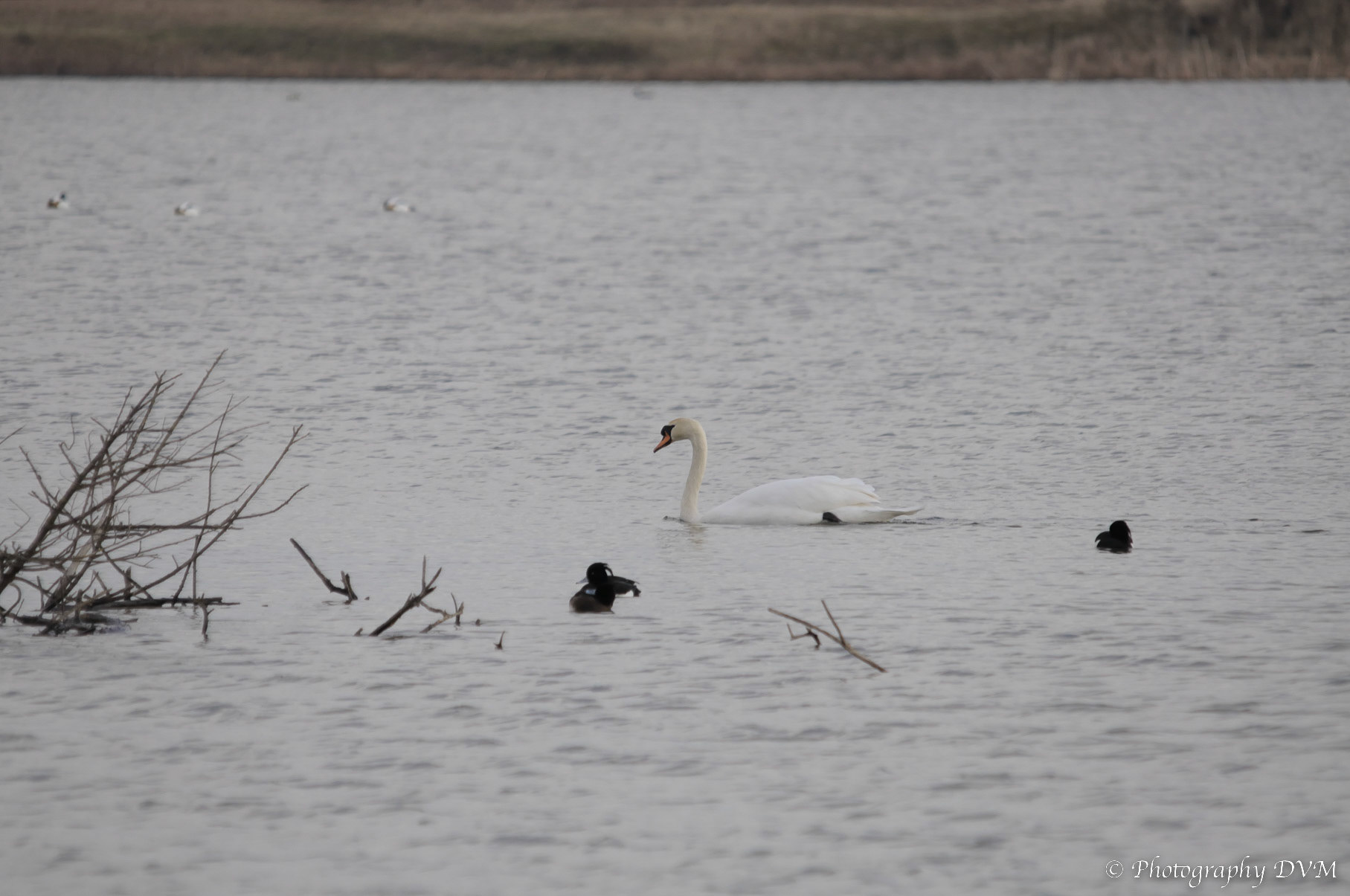 Knobbelzwaan - Mute Swan - Cygnus olor