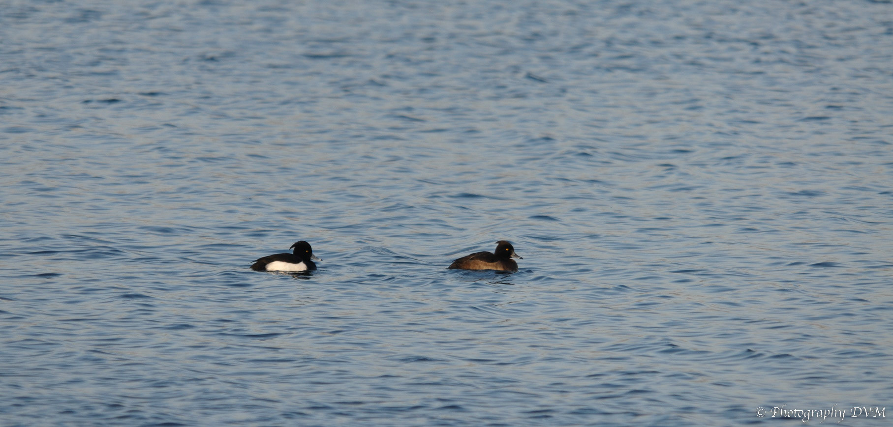 Koppeltje Kuifeenden - Couple Tufted Ducks - Aythya fuligula