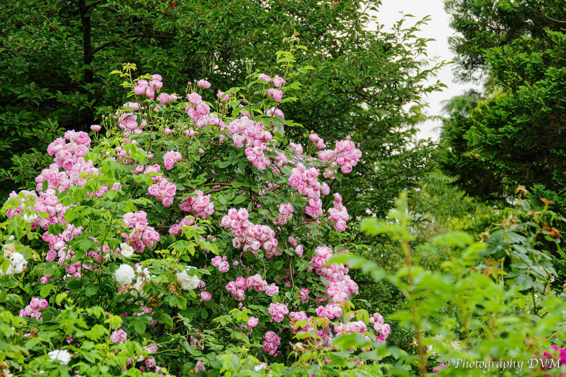 Roos'Raubritter' - Rose'Raubritter' 
