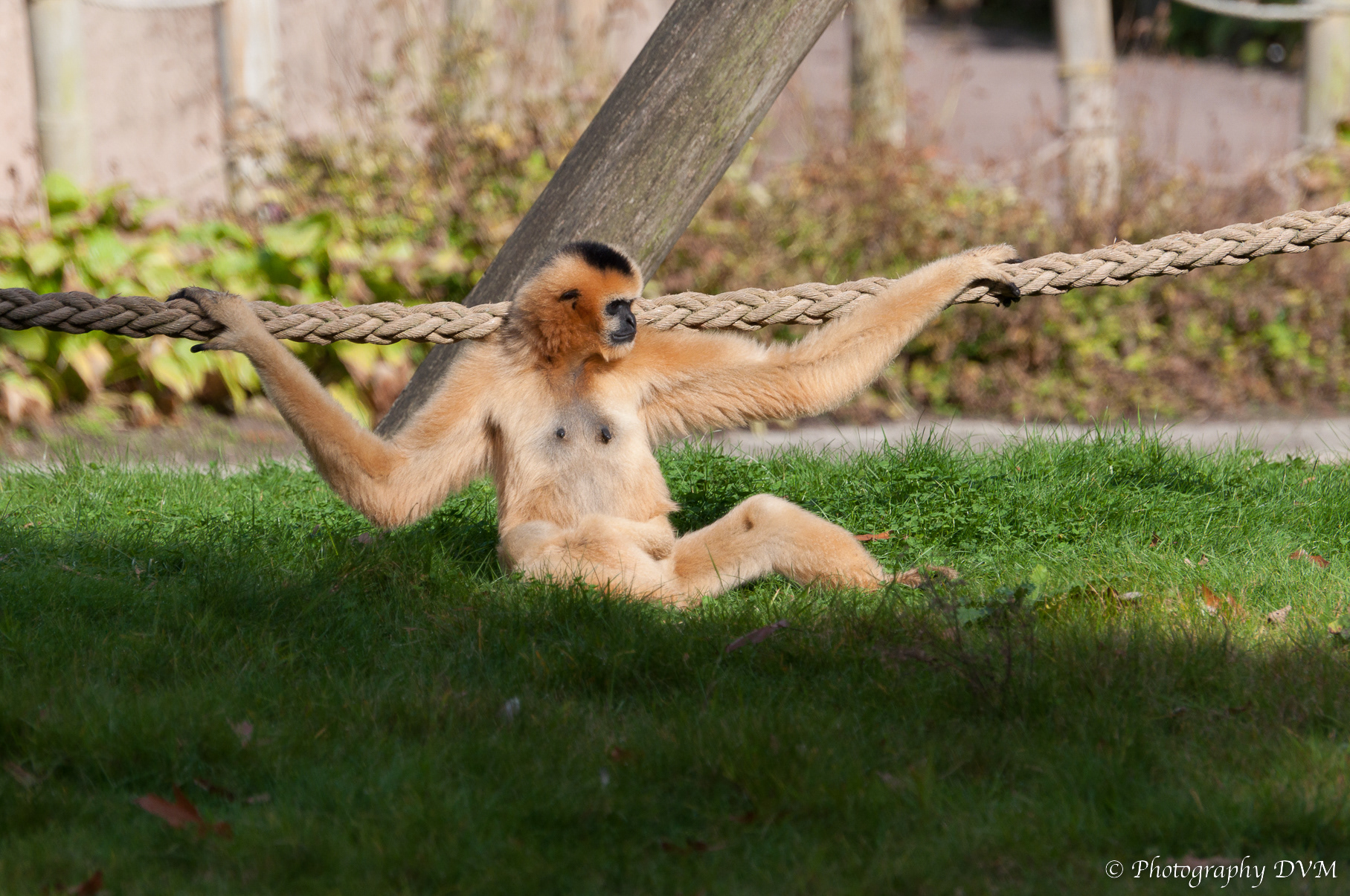Witwanggibbon (vrouwtje) - White-cheeked Gibbon (female) -  Nomascus leucogenys