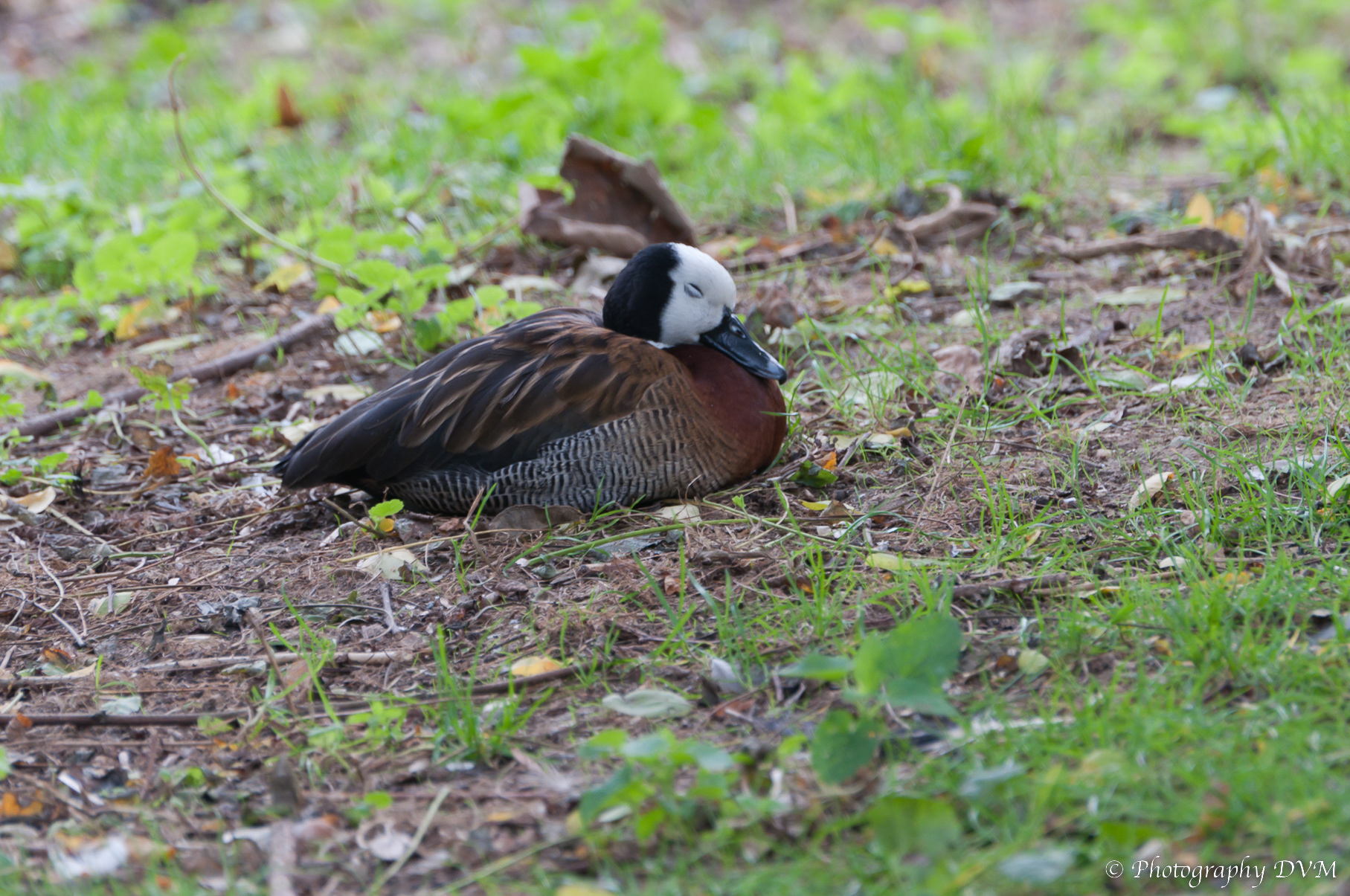 Witwangboomeend - White-faced Whistling Duck - Dendrocygna viduata