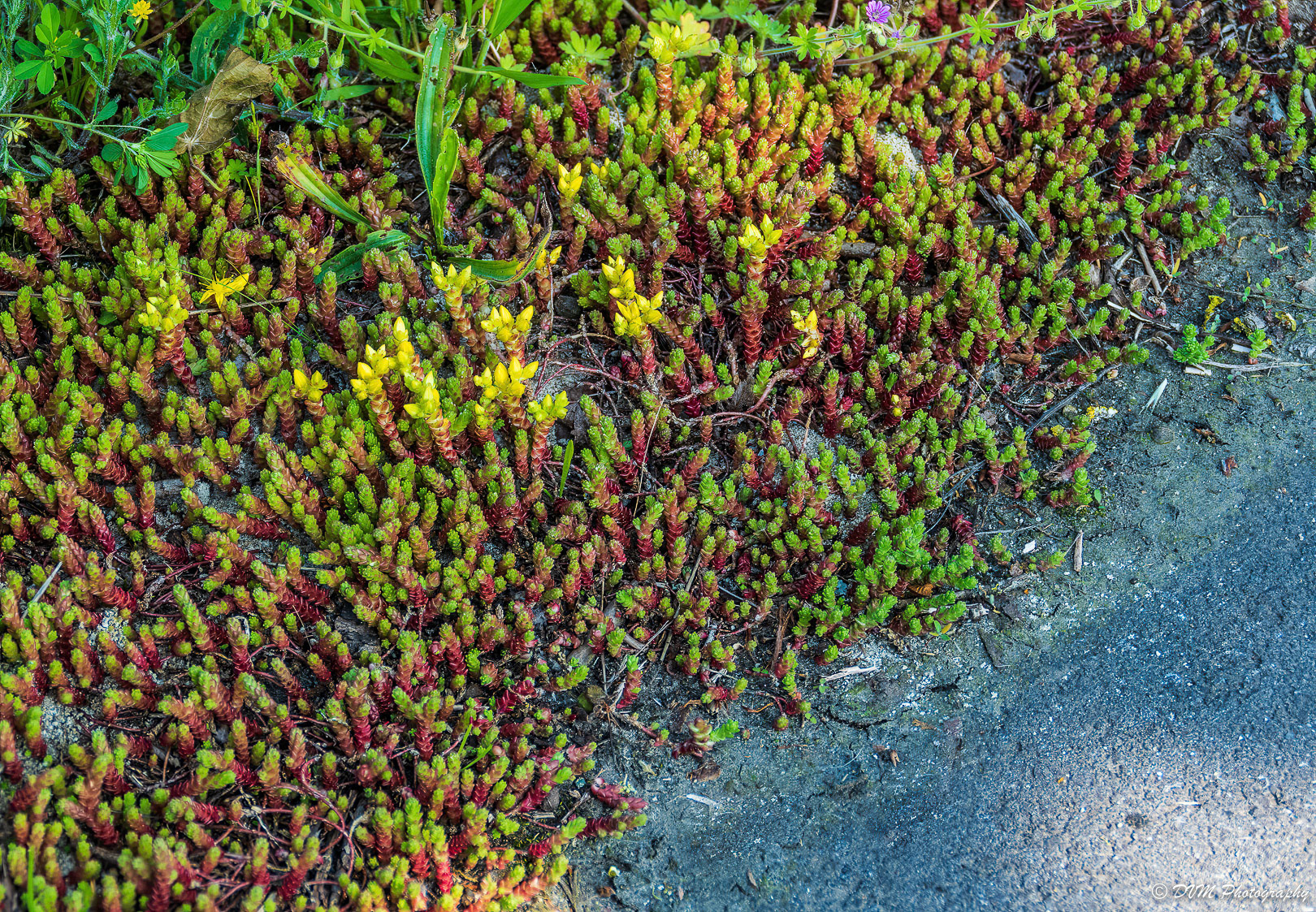Muurpeper - Stonecrop - Sedum acre