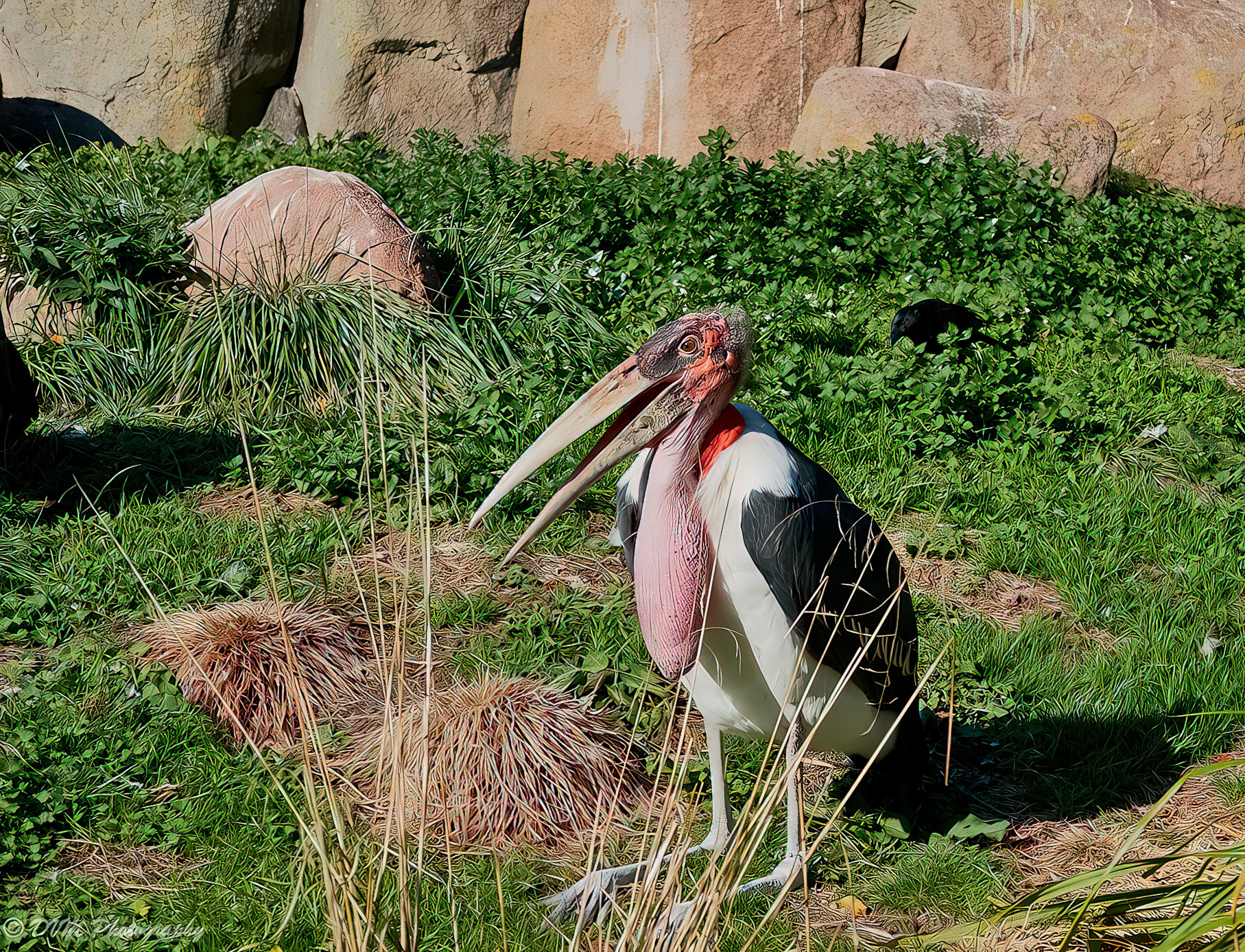 Maraboe - Leptoptilos