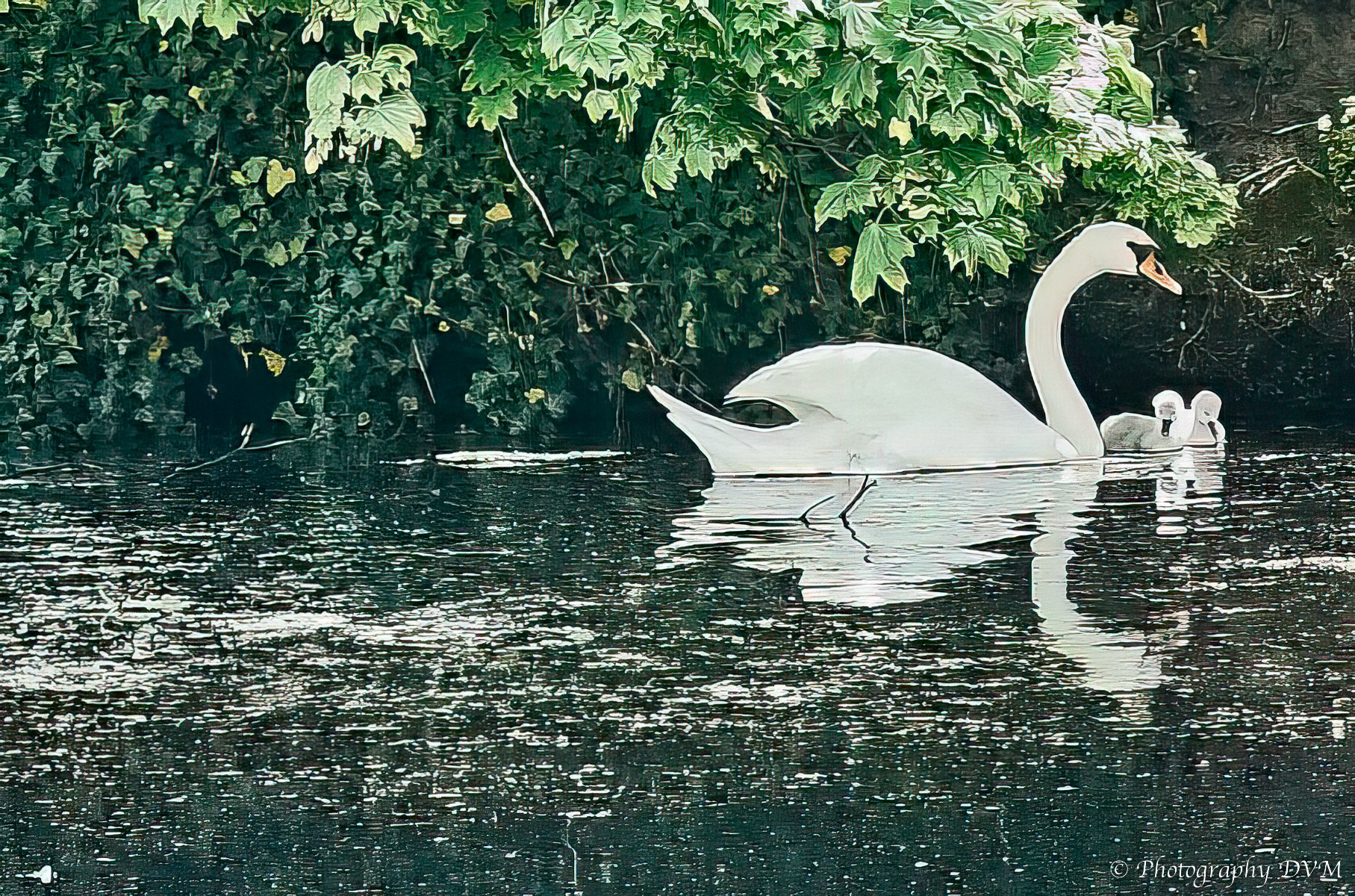 Moeder zwaan met kroost - Mother swan with brood